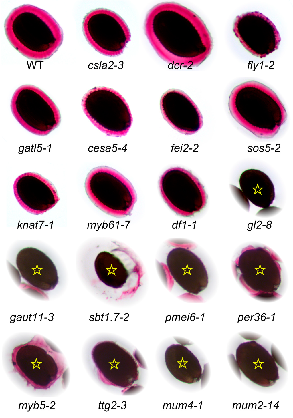 Ijms 16 03452 g004 1024