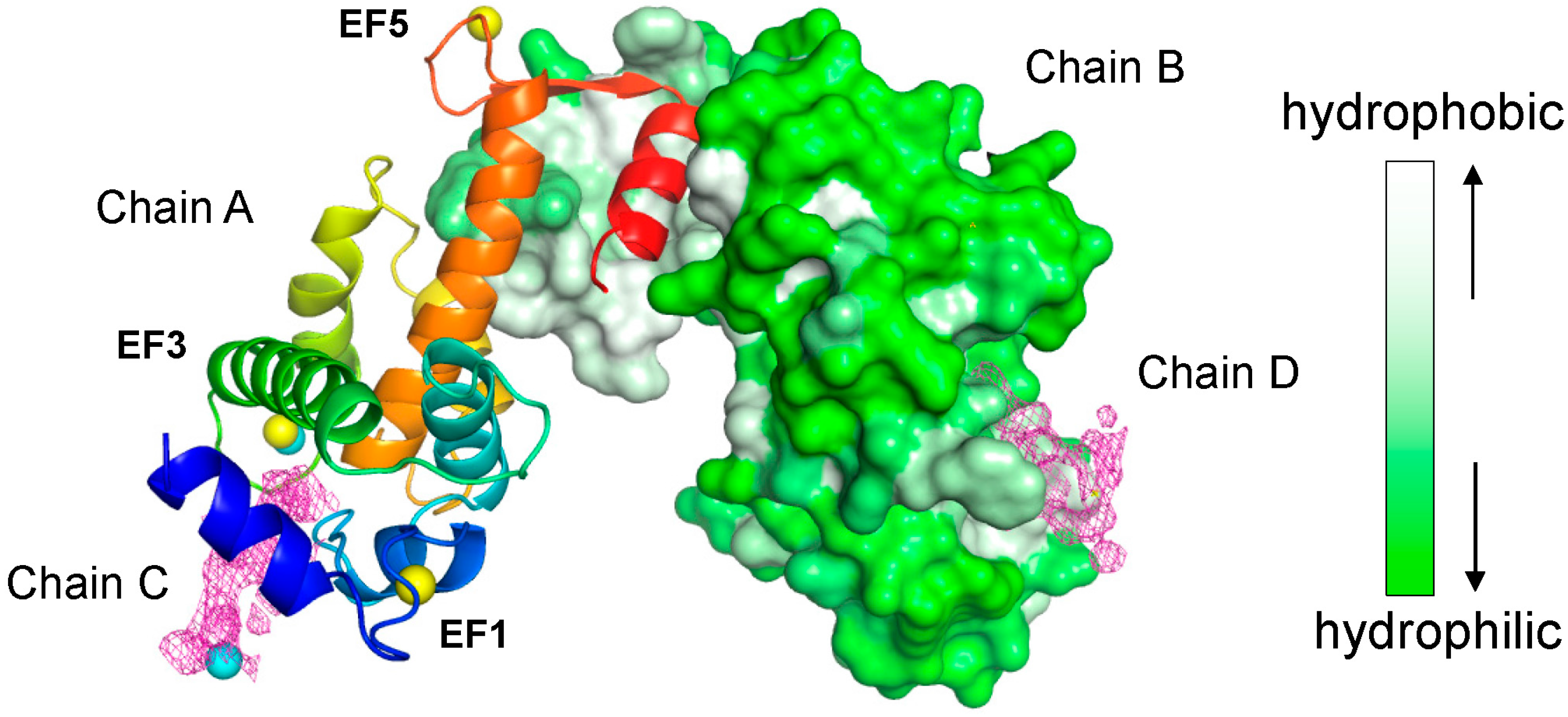IJMS | Free Full-Text | Structural Analysis of the Complex between Penta-EF-Hand ALG-2 Protein and Sec31A Reveals a Novel Target Recognition Mechanism of ALG-2 |