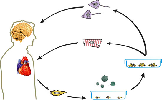Ijms Free Full Text Induced Pluripotent Stem Cells And Their Use In Cardiac And Neural Regenerative Medicine Html