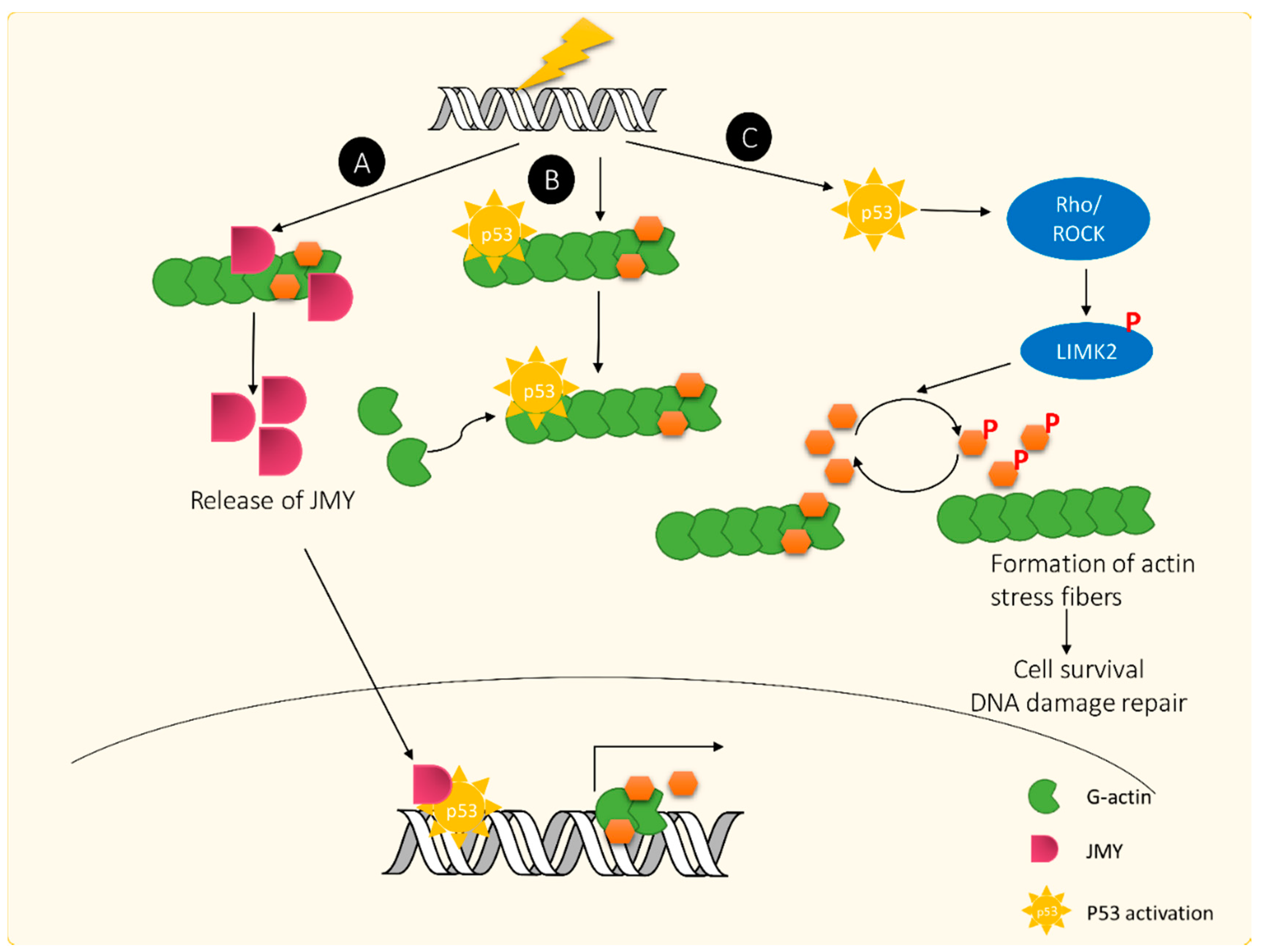 IJMS | Free Full-Text | The Actin Depolymerizing Factor (ADF)/Cofilin ...