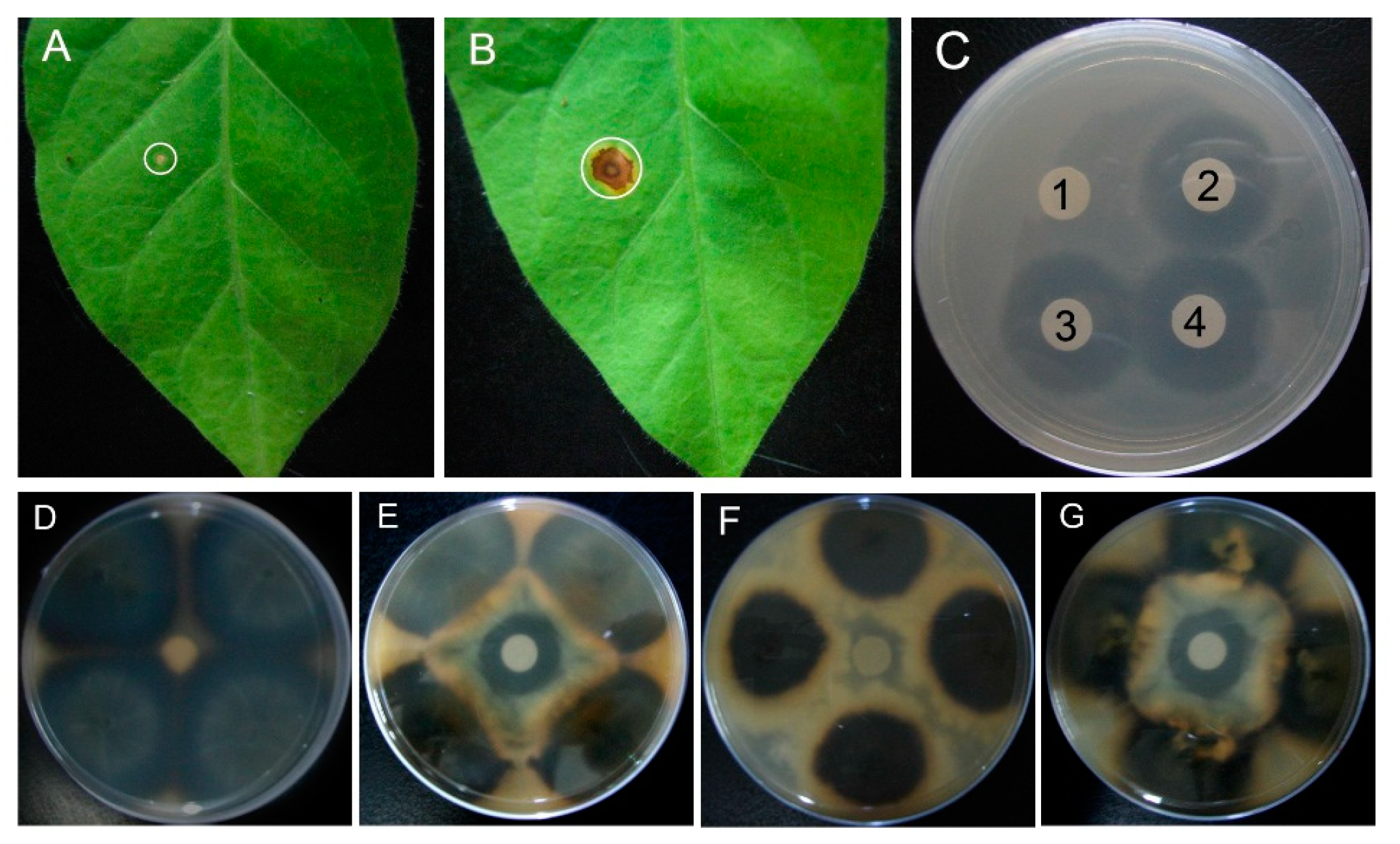 Ijms 16 04628 g005 1024