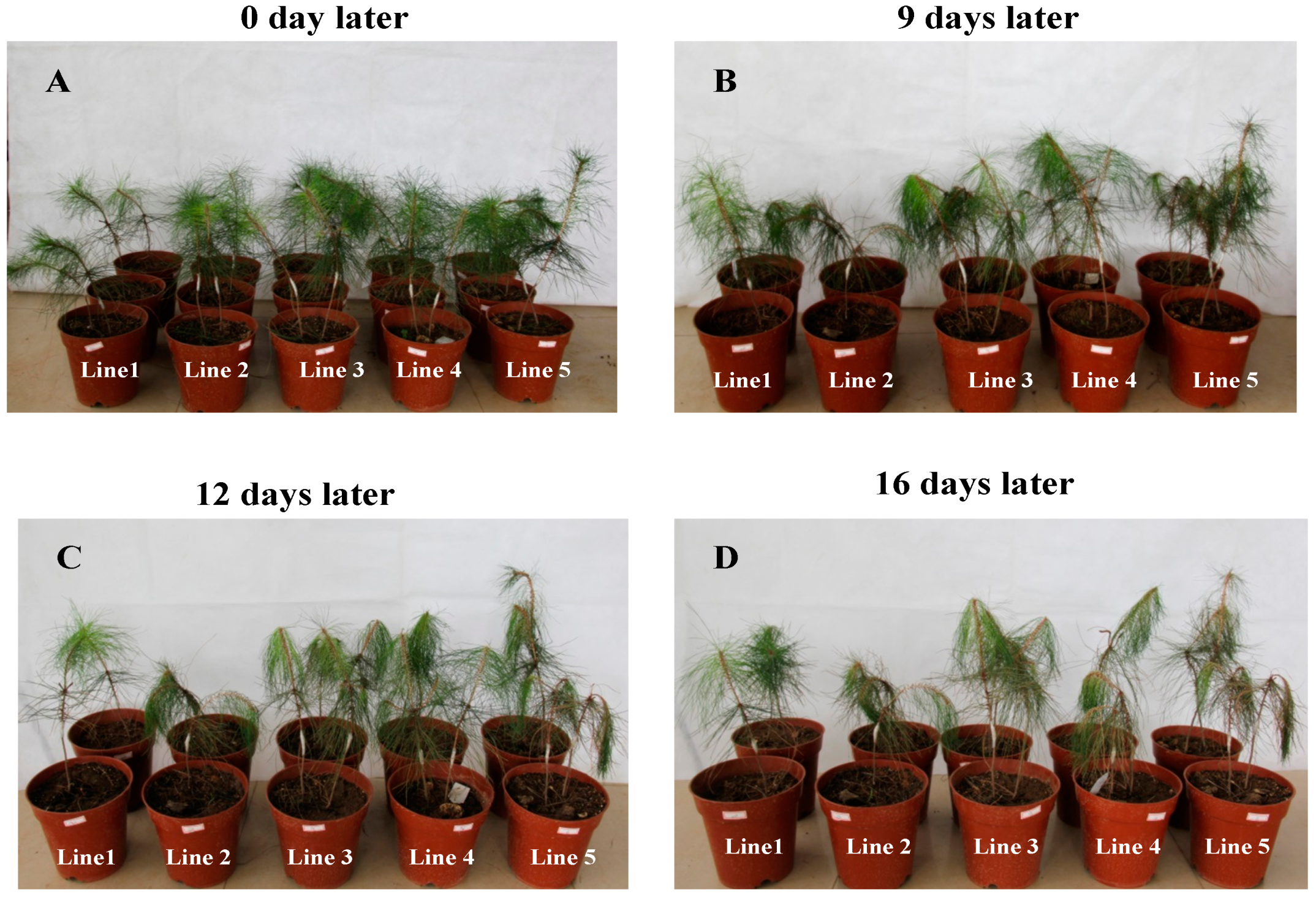 Ijms 16 05216 g006 1024