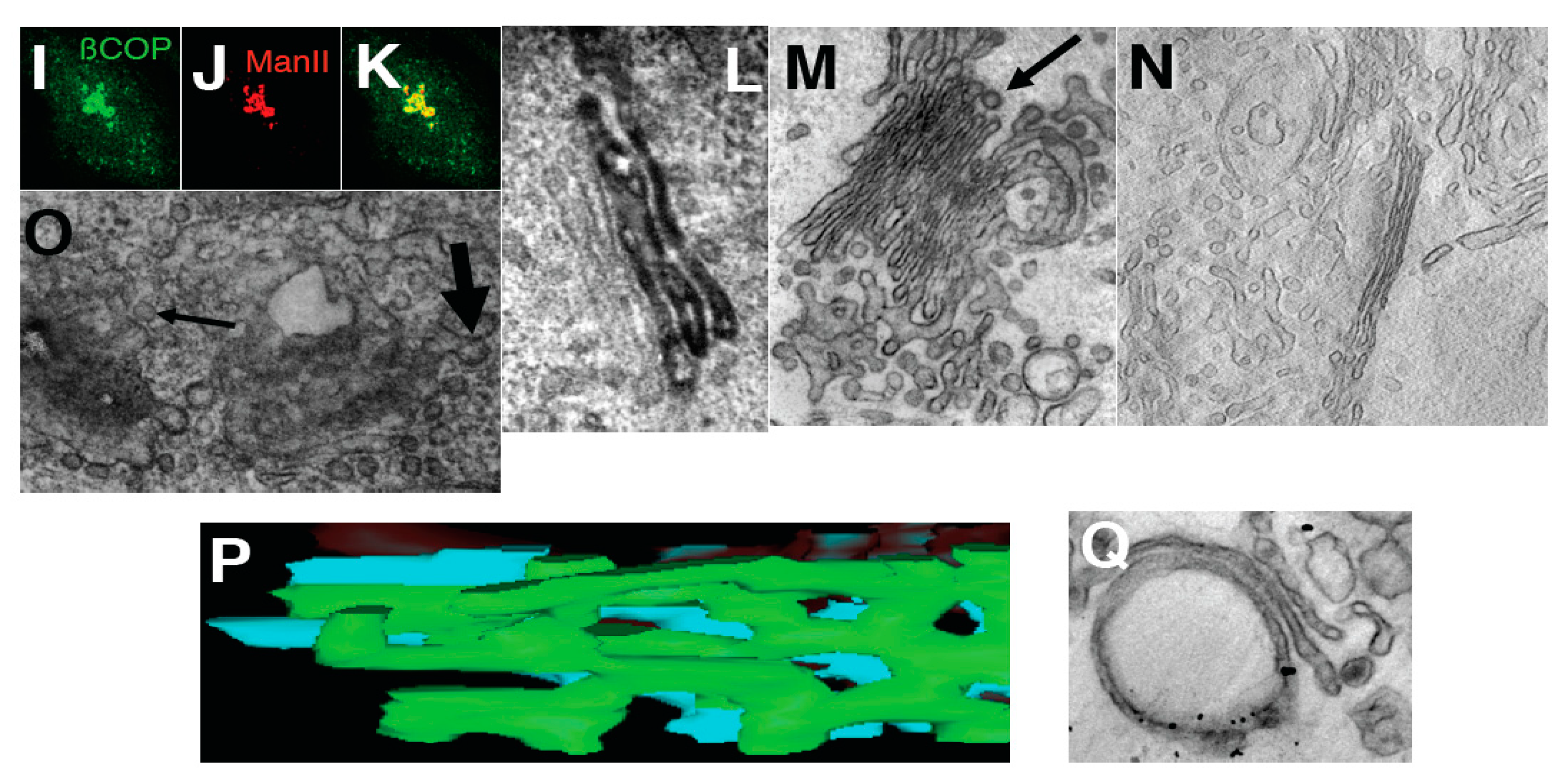 Ijms 16 05299 g005b 1024