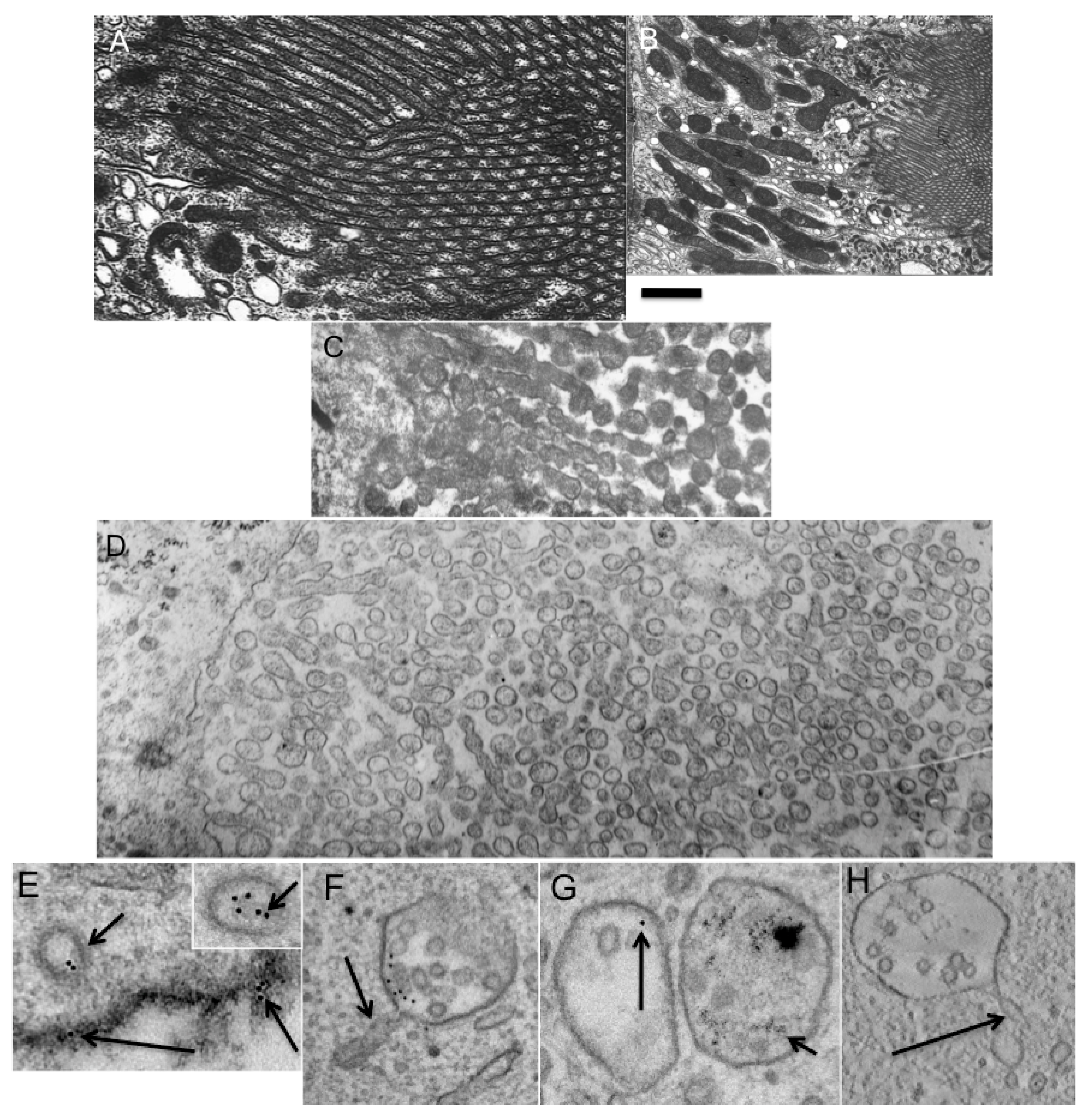 Ijms 16 05299 g007 1024