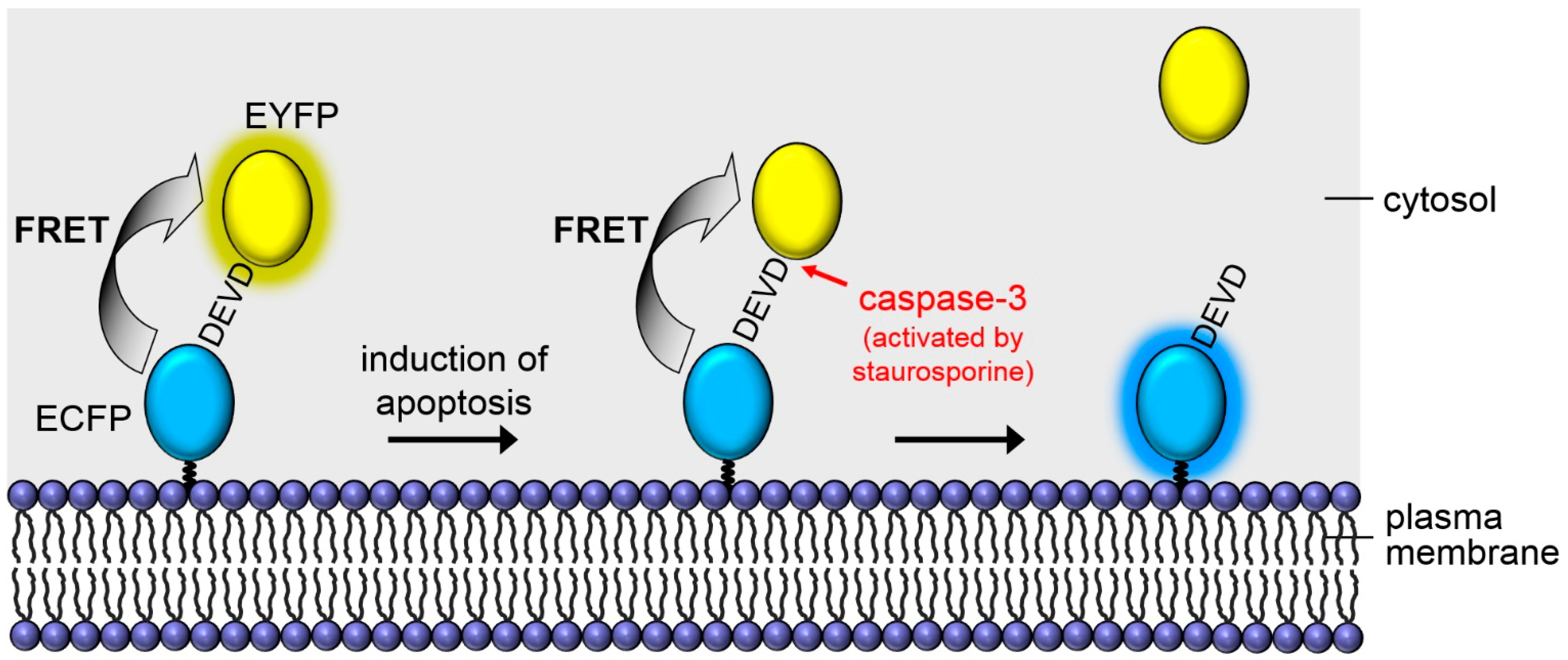 ijms free full text monitoring of apoptosis in 3d cell cultures