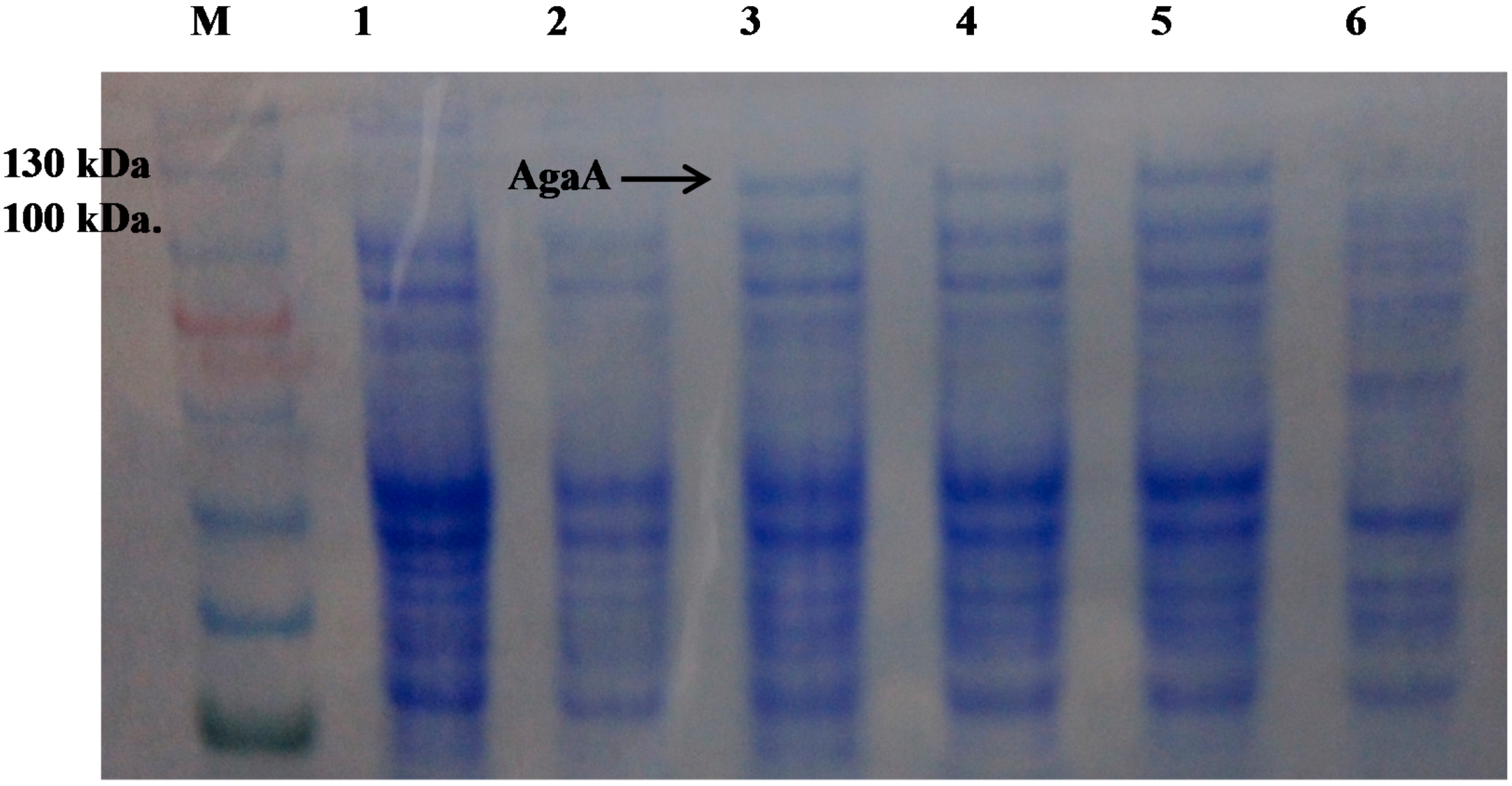 Ijms 16 05590 g003 1024