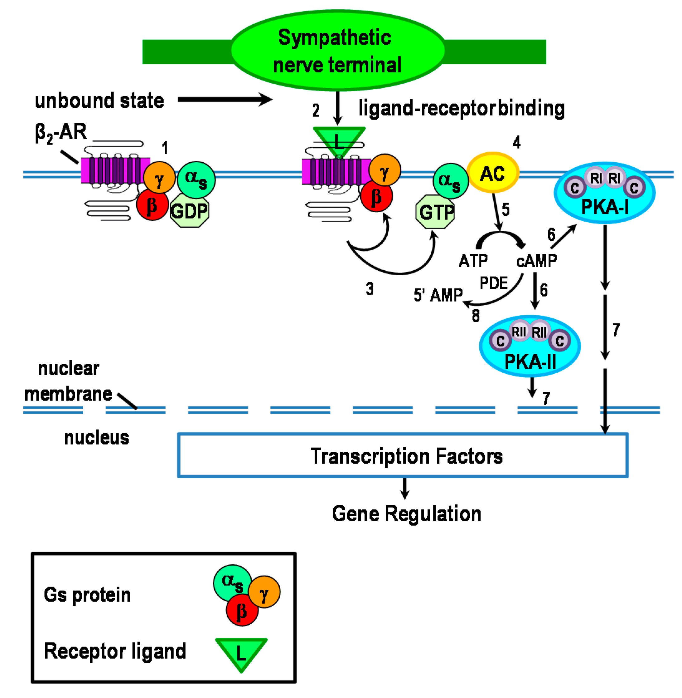 Molecular Pathways Beta Adrenergic Signaling In Cance - vrogue.co