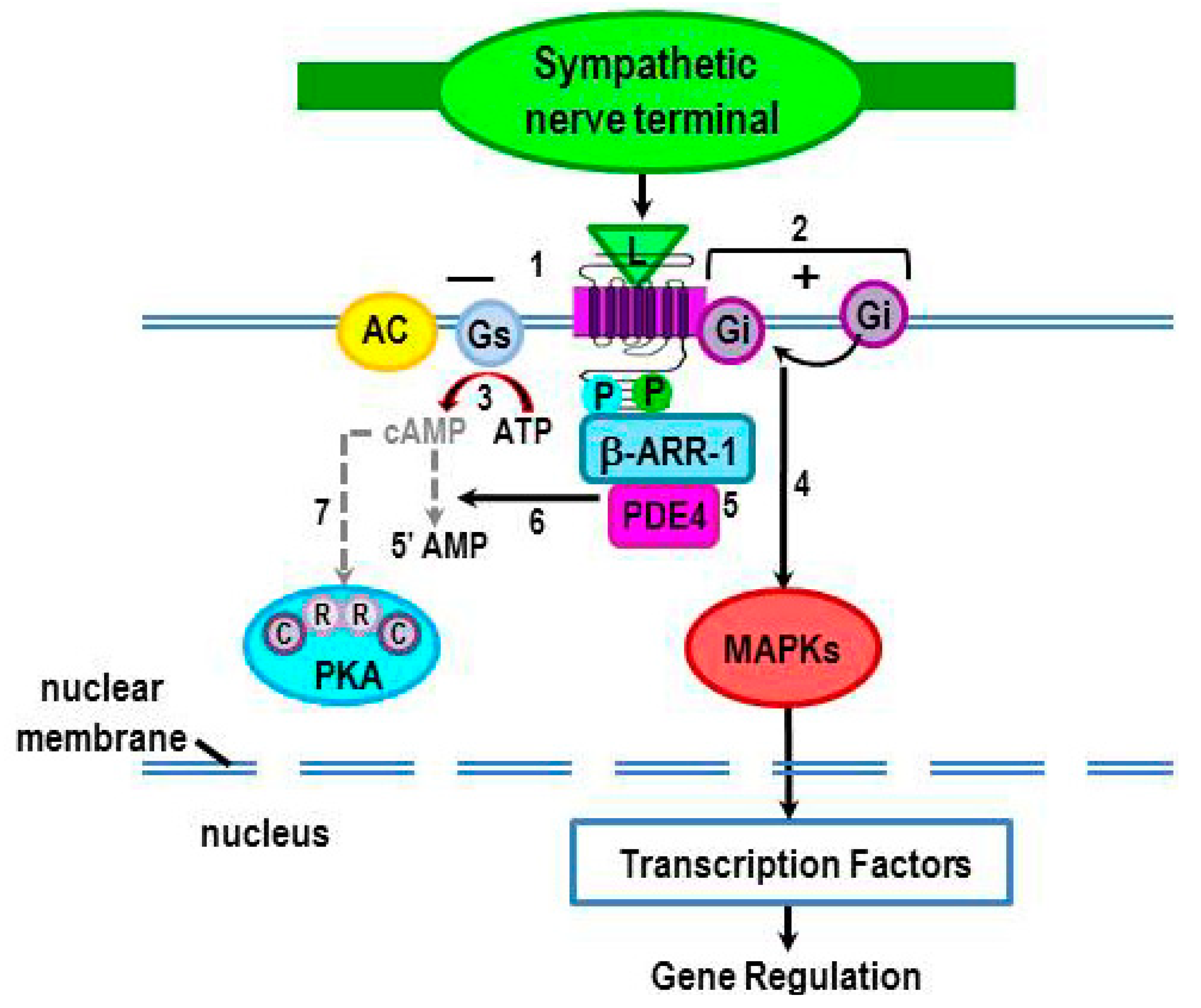 IJMS | Free Full-Text | Molecular Mechanisms Underlying β-Adrenergic