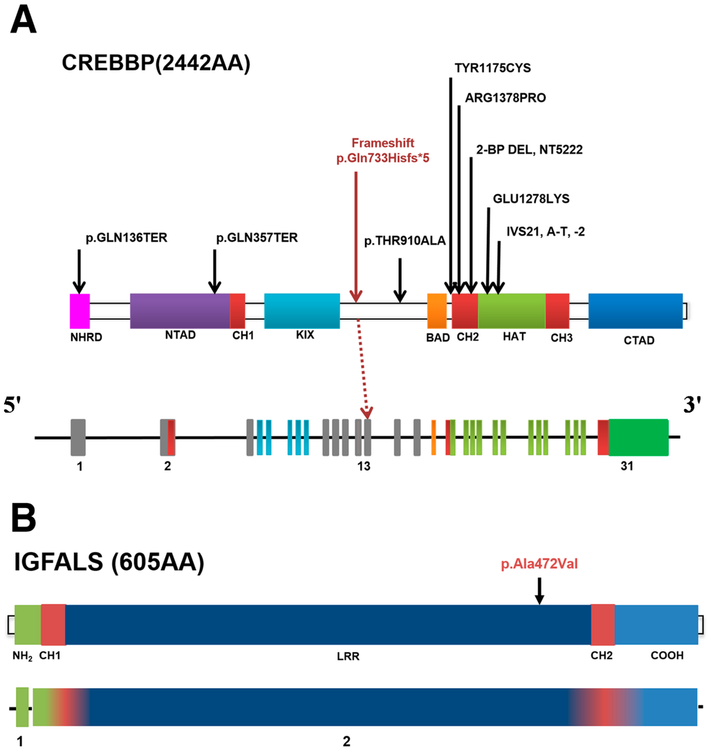 High frequency of copy number imbalances in Rubinstein–Taybi patients  negative to CREBBP mutational analysis