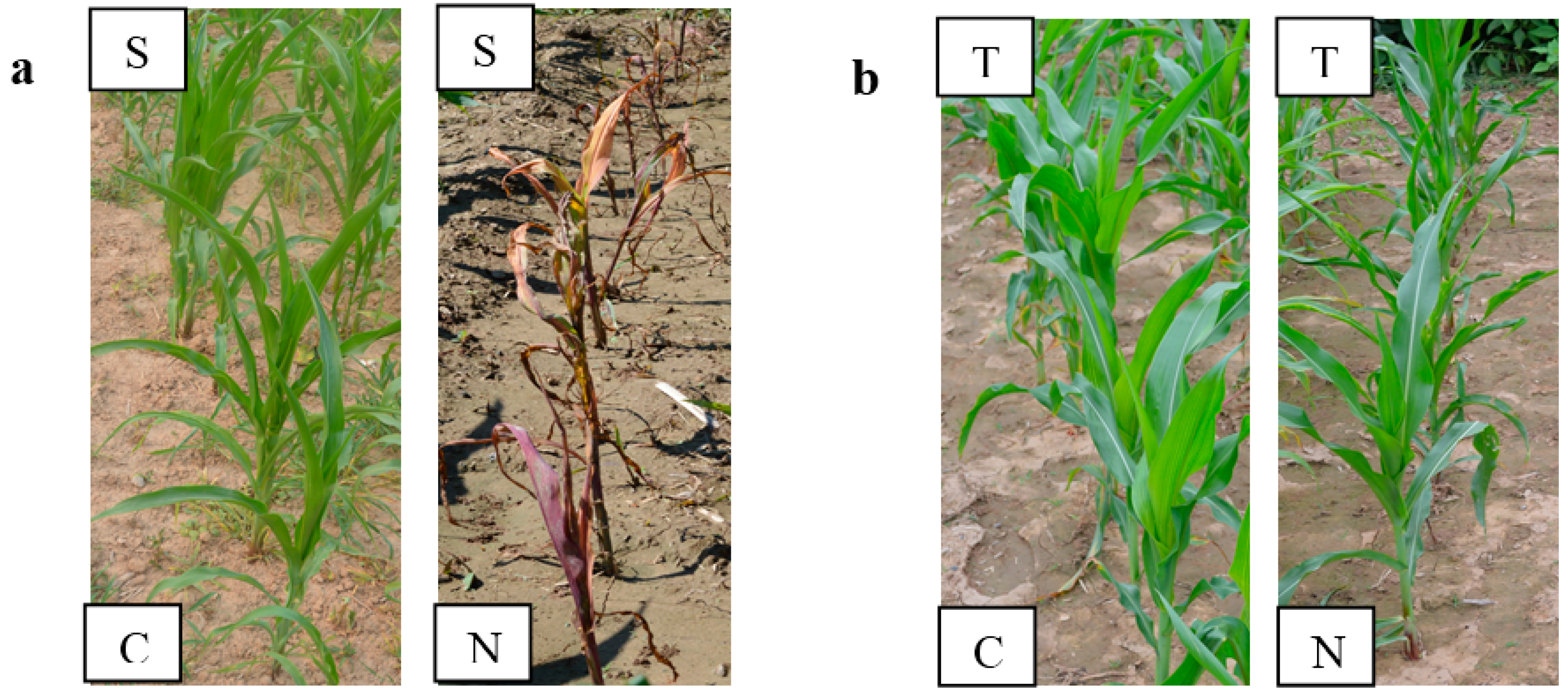 Ijms 16 05975 g001 1024