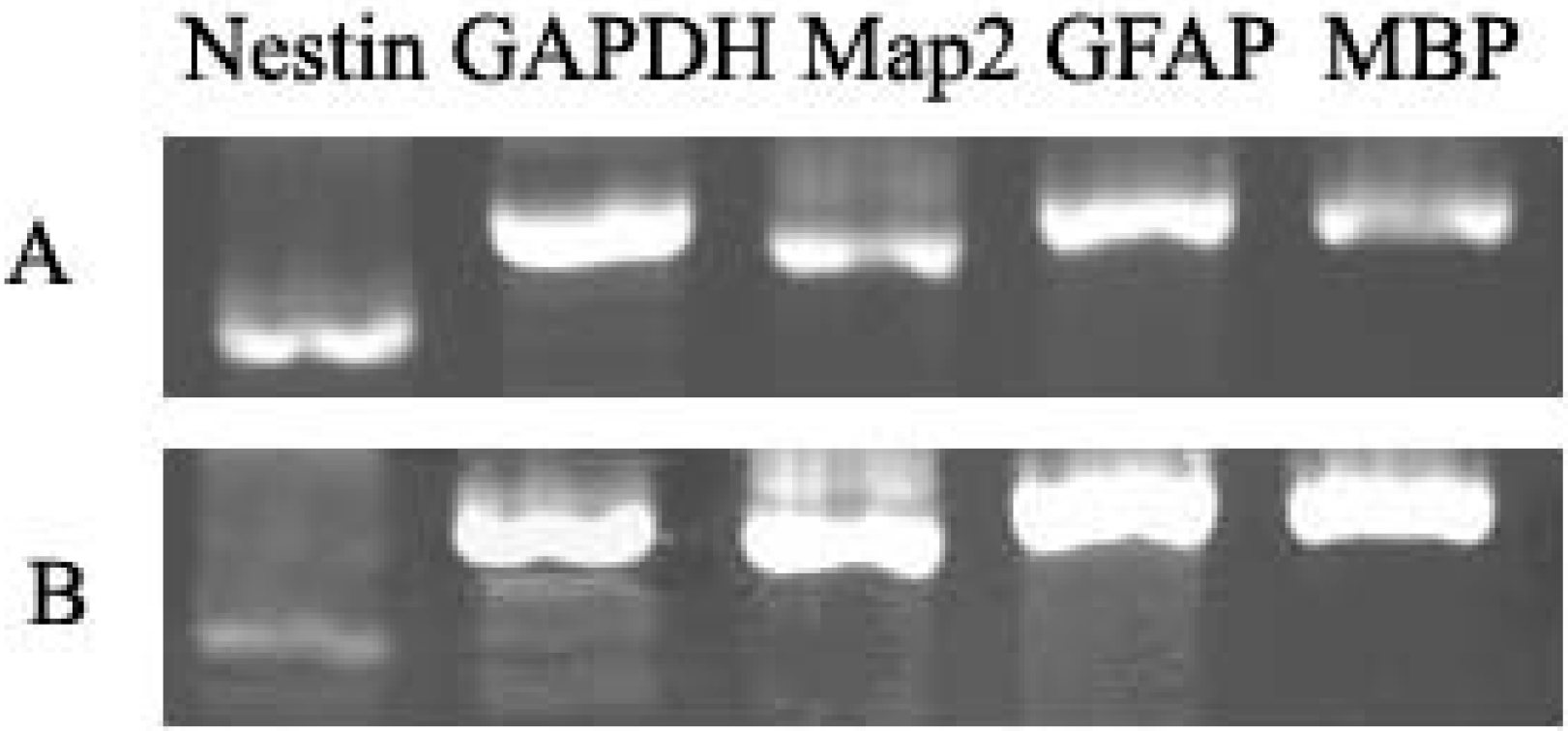 Ijms 16 05990 g004 1024