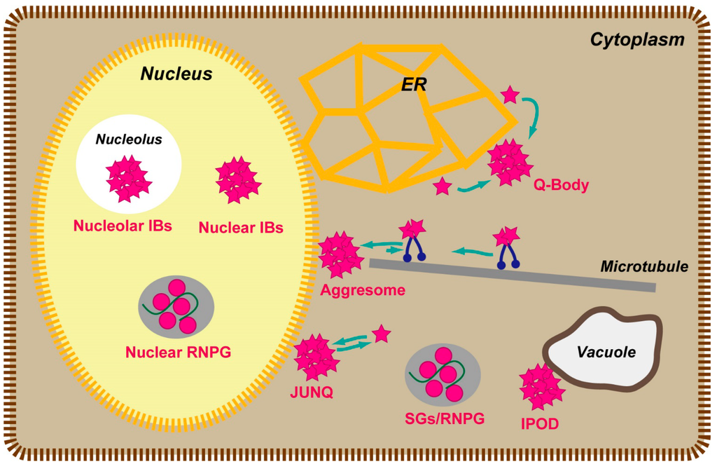 IJMS Free FullText Conformational Analysis of Misfolded Protein