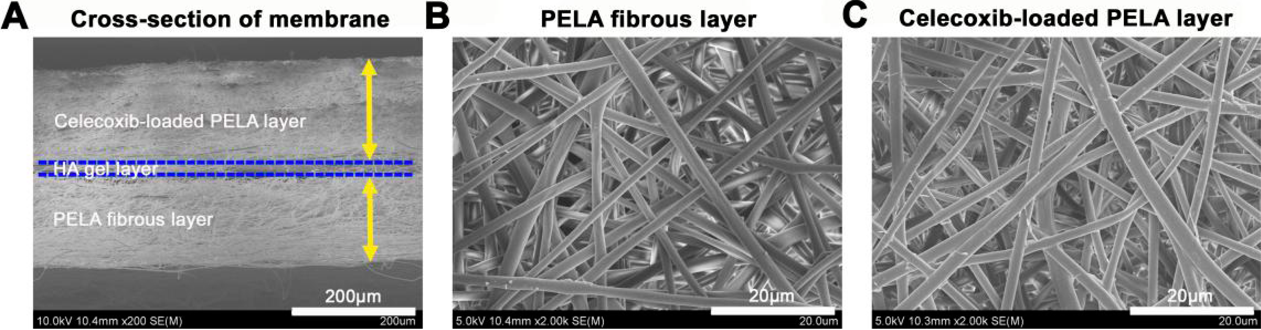 Ijms 16 06932 g001 1024