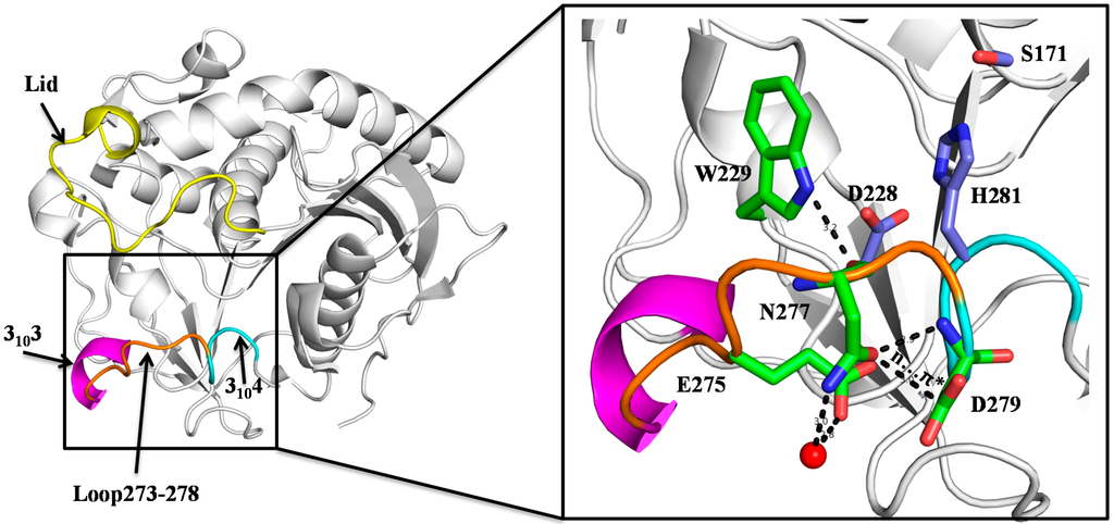 Residue Asn277 Affects the Stability and Substrate