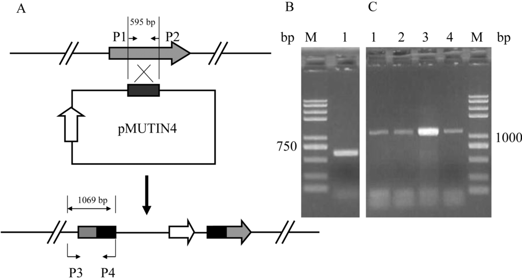 Development of an Efficient Electroporation Method for