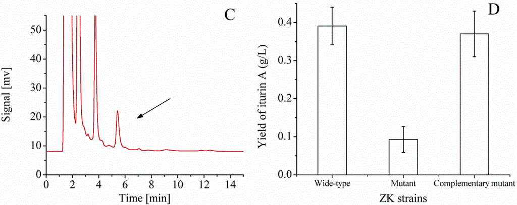 Development of an Efficient Electroporation Method for