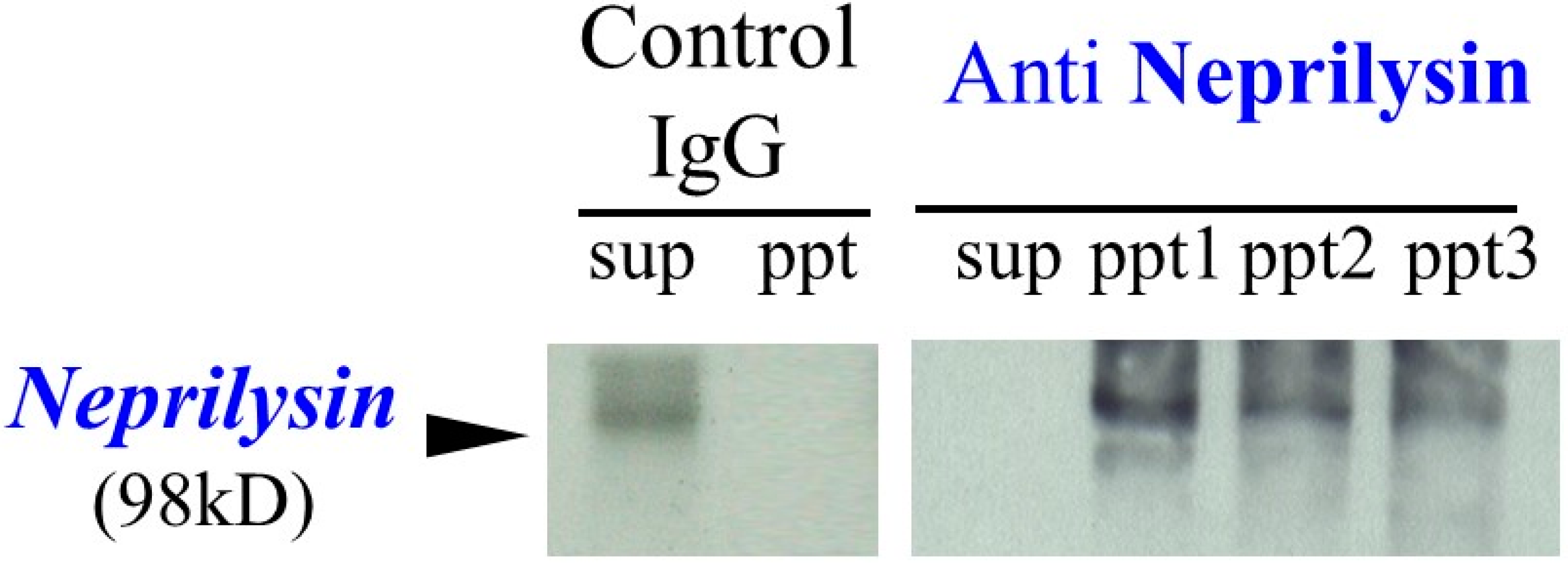 Ijms 16 07776 g001