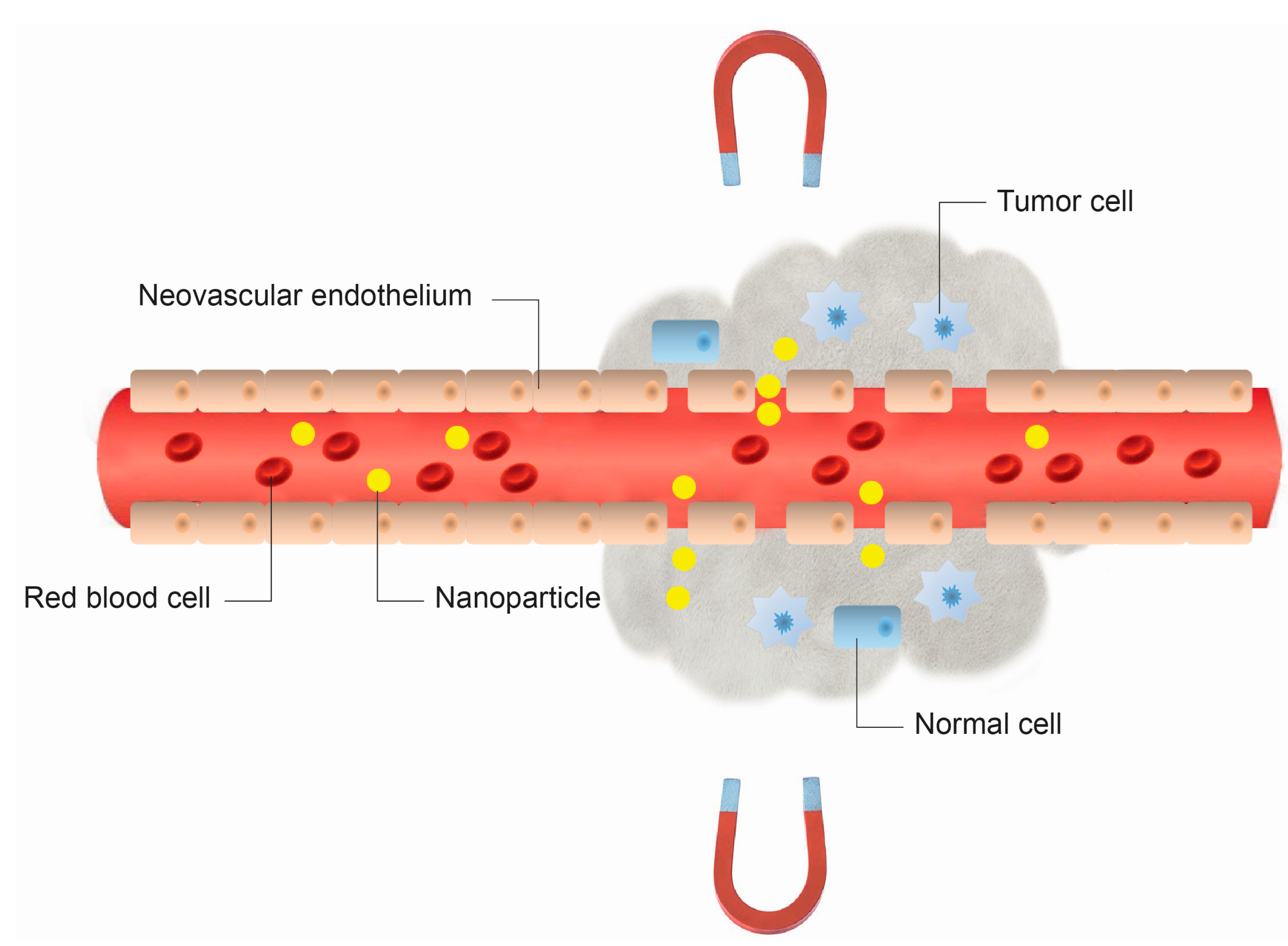 IJMS | Free Full-Text | Iron Oxide Nanoparticles for Magnetically-Guided  and Magnetically-Responsive Drug Delivery