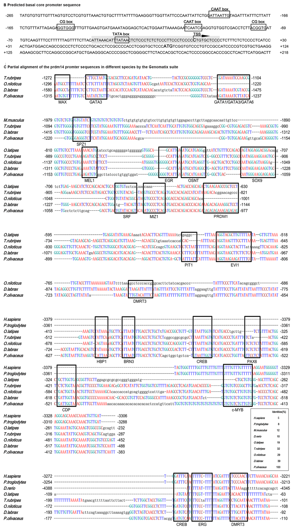 Identification and Characterization of a PRDM14 Homolog in