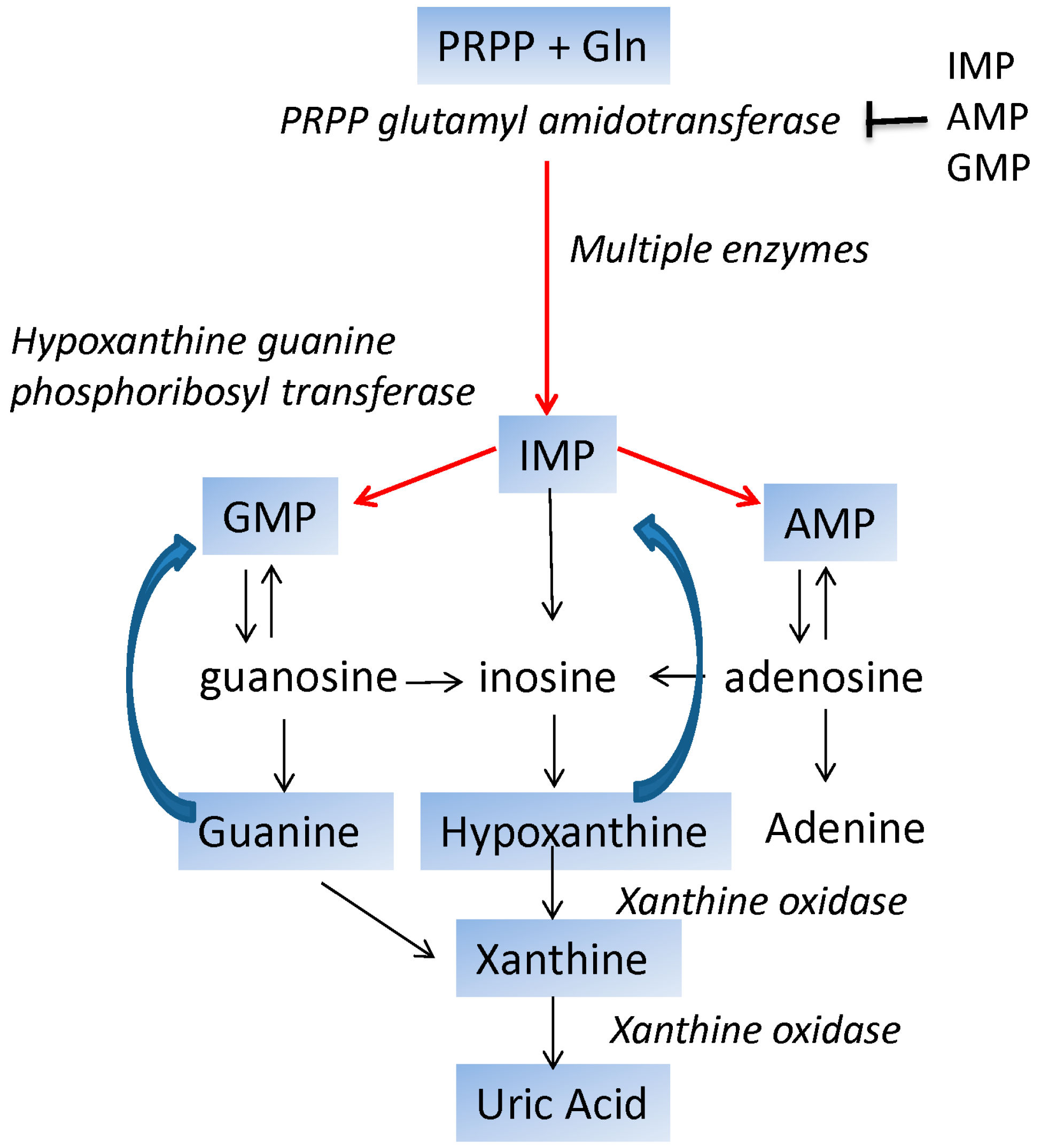 Purine Synthesis Salvage Pathway