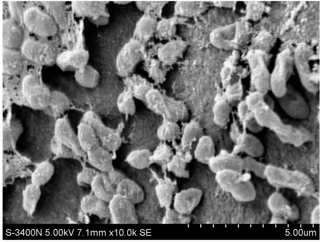Nitrogen Removal Characteristics of a Newly Isolated