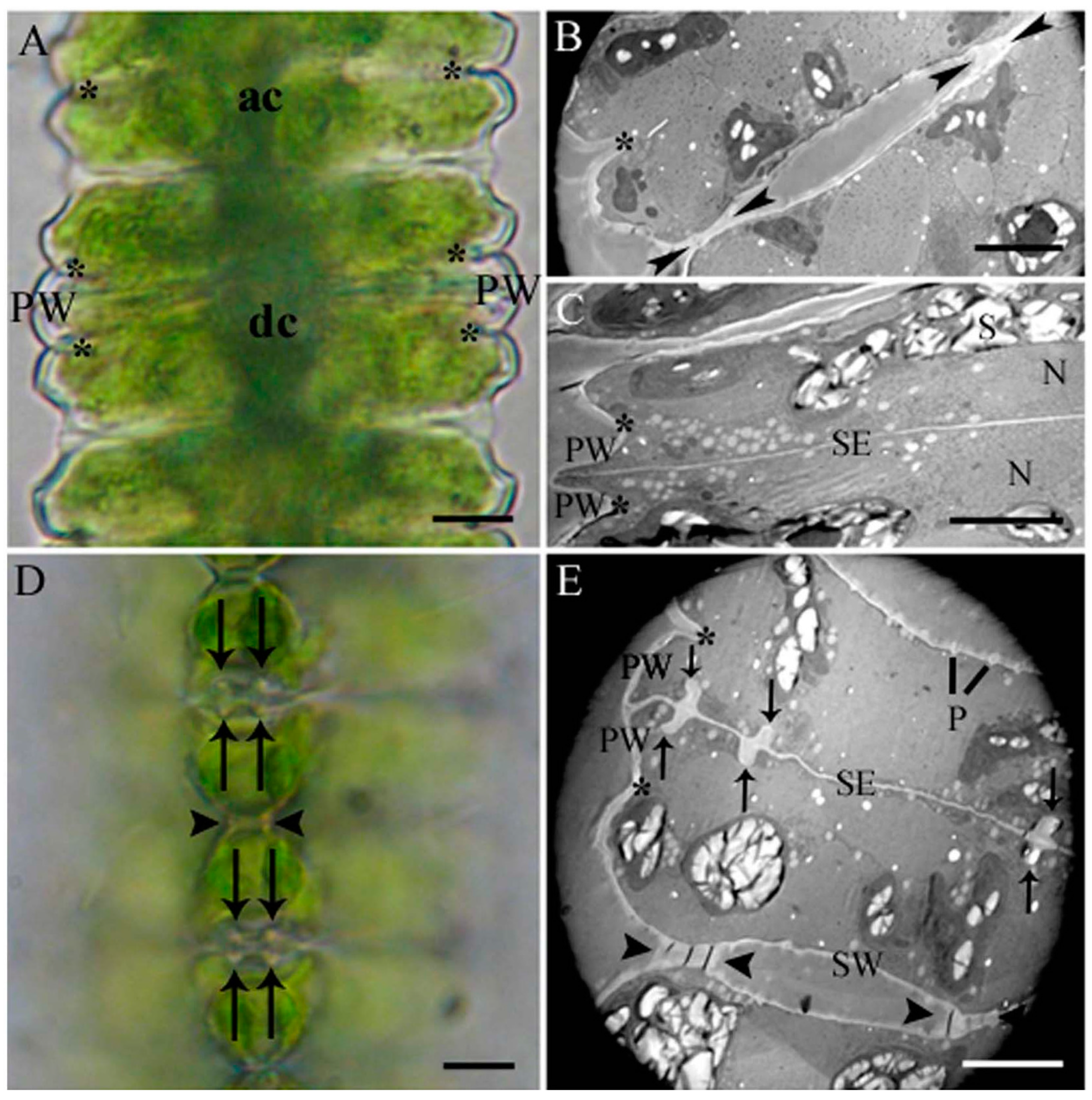 Ijms 16 10389 g001a 1024