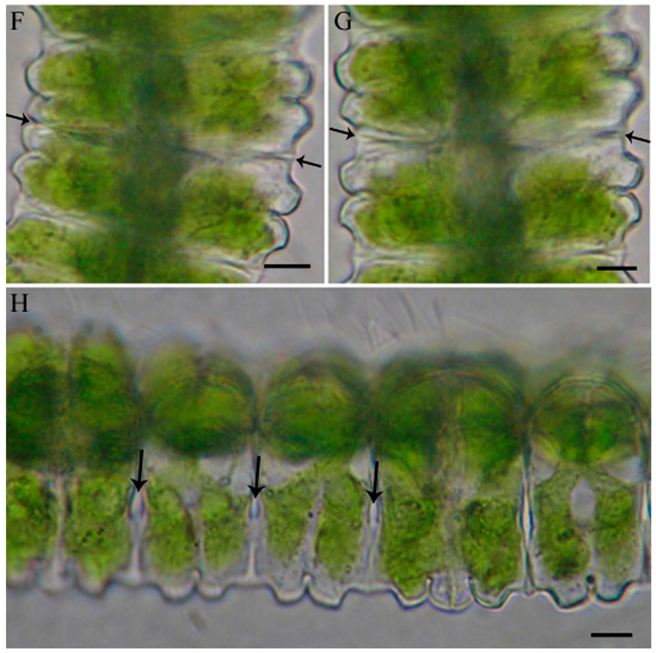 Ijms 16 10389 g001b 1024