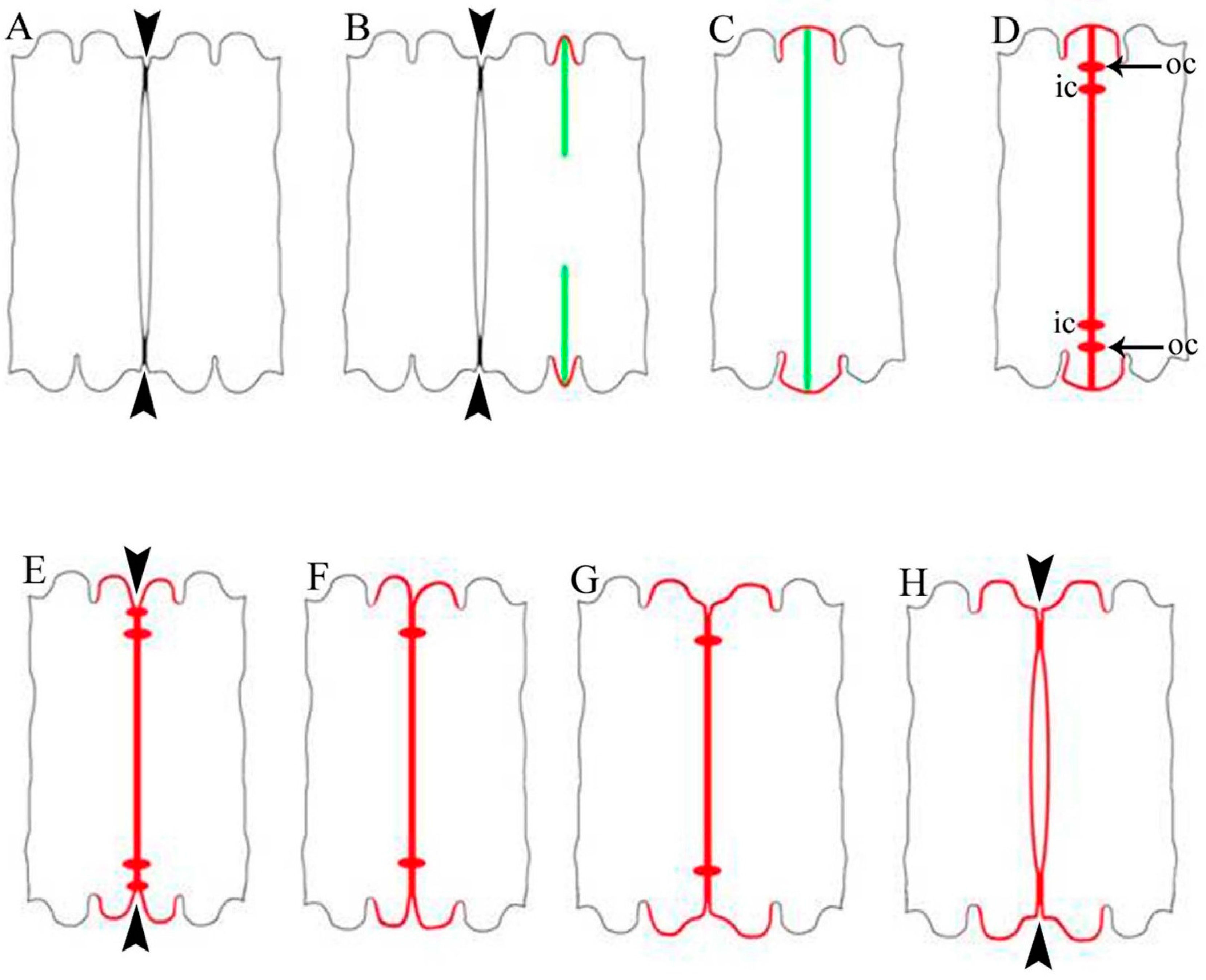 Ijms 16 10389 g002 1024