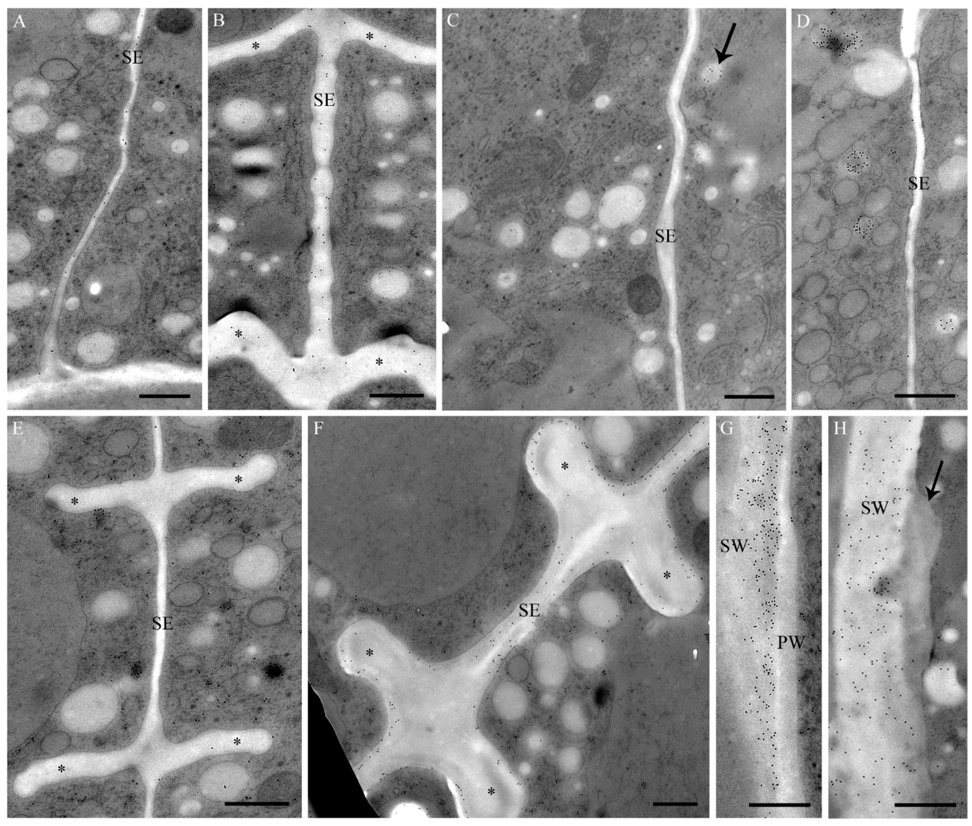 Ijms 16 10389 g003 1024