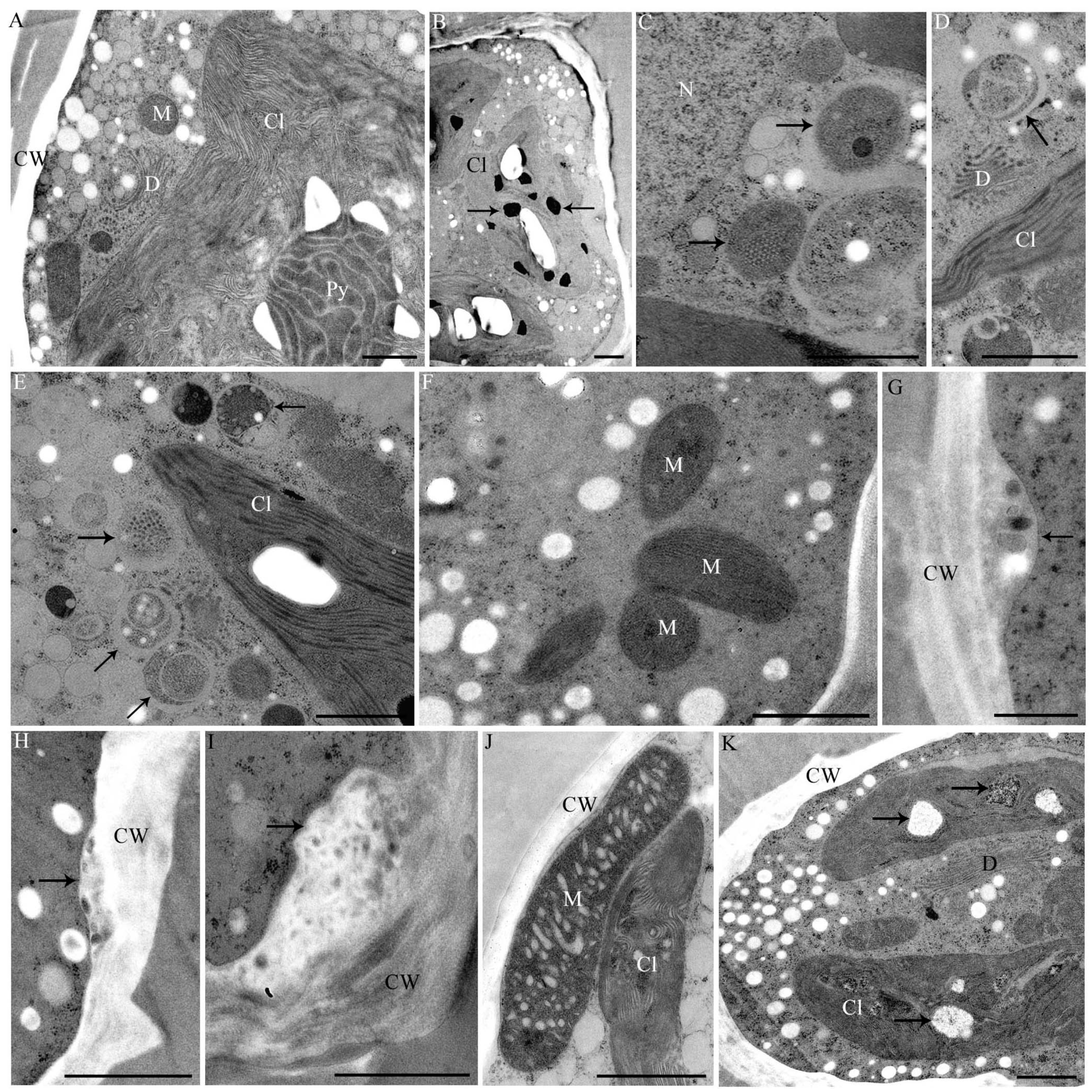 Ijms 16 10389 g006 1024