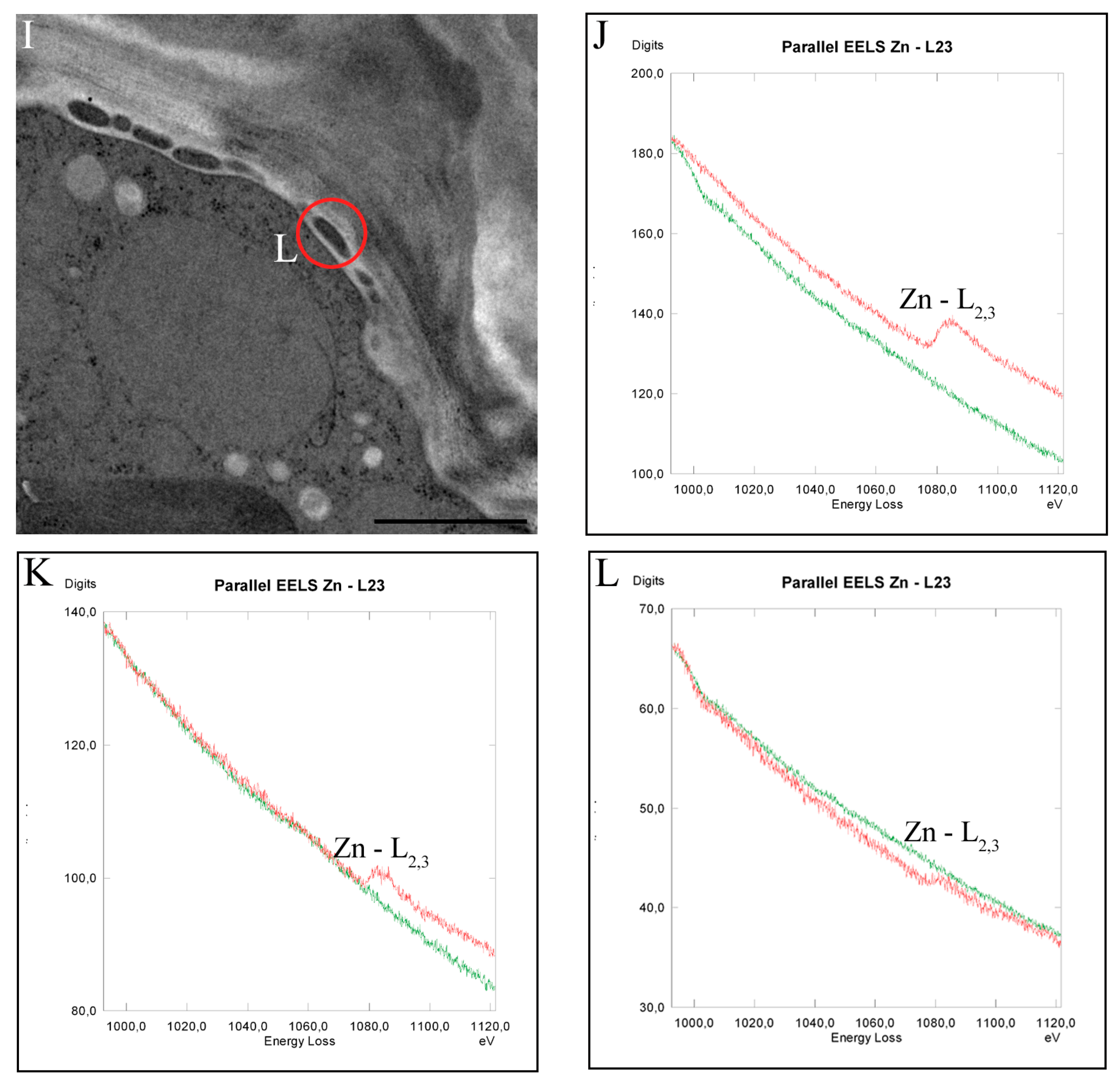 Ijms 16 10389 g007b 1024