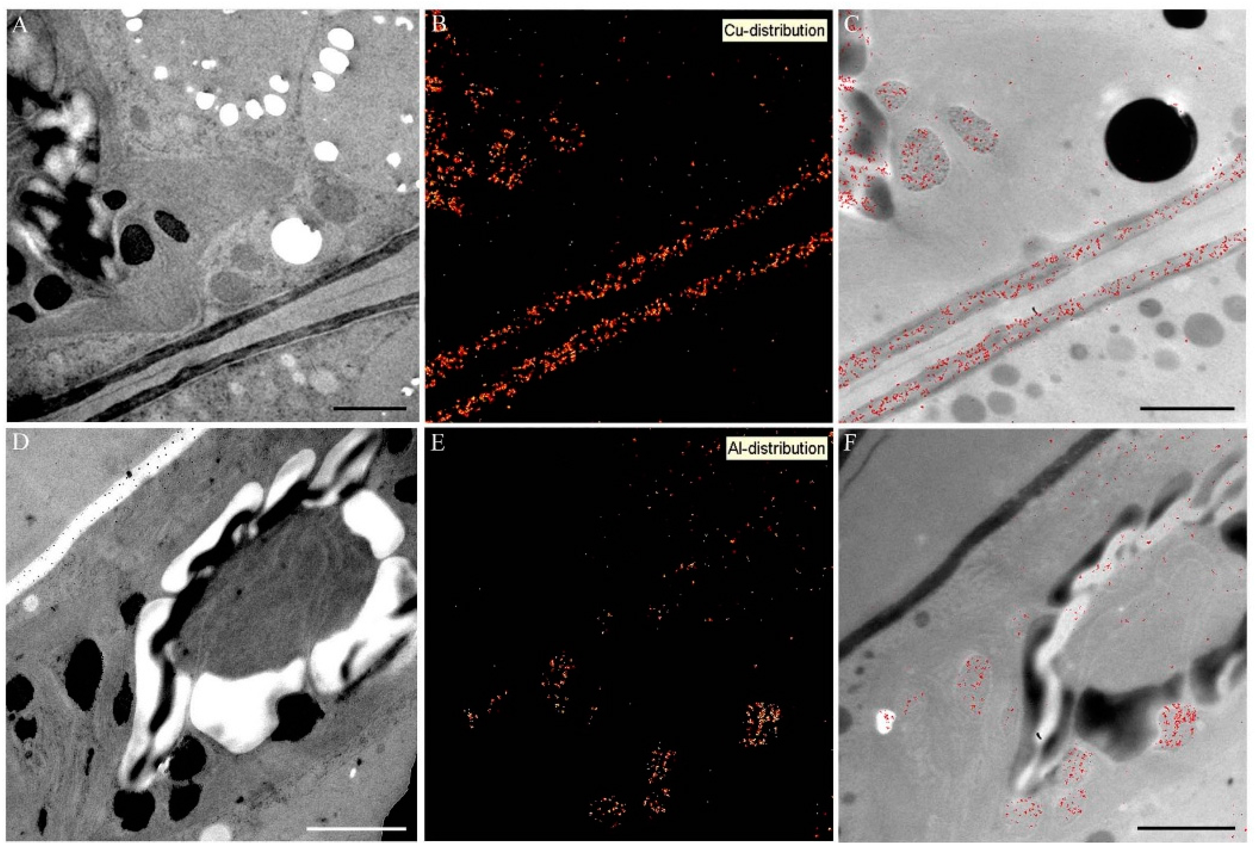 Ijms 16 10389 g008 1024