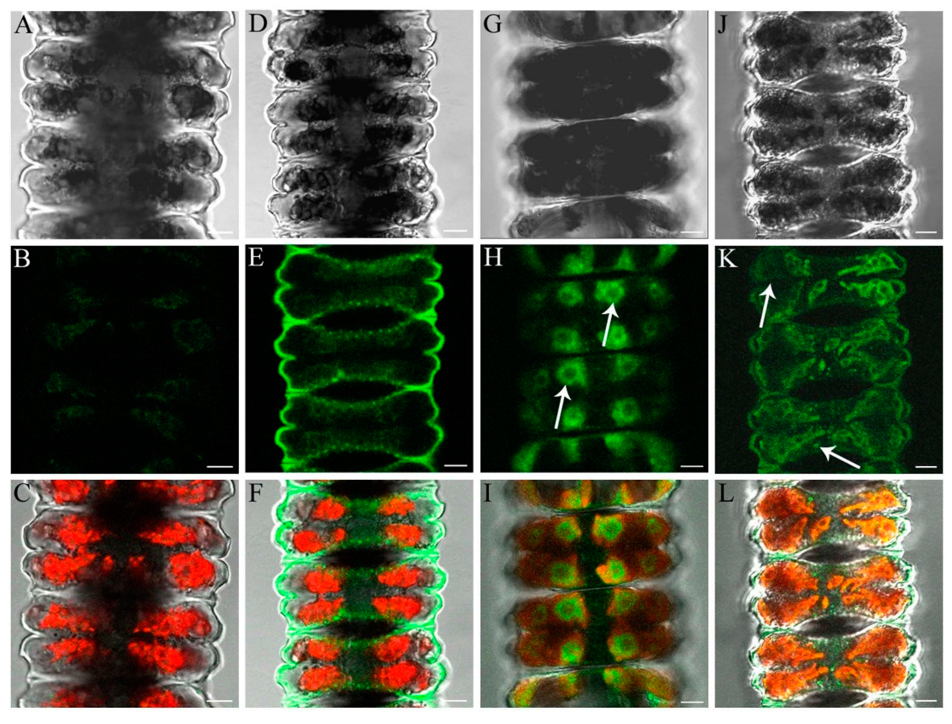 Ijms 16 10389 g009 1024