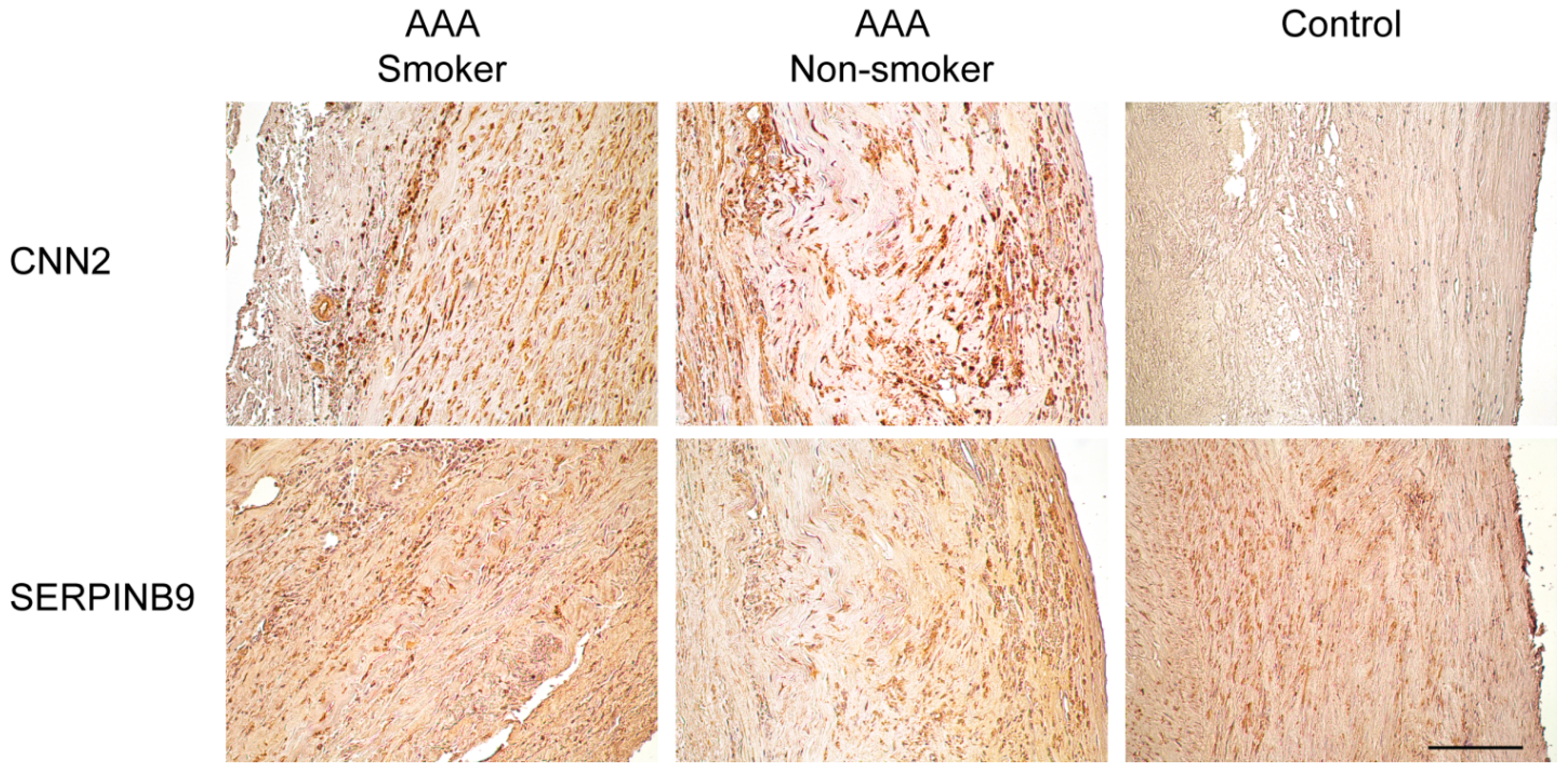 Ijms 16 11259 g003 1024