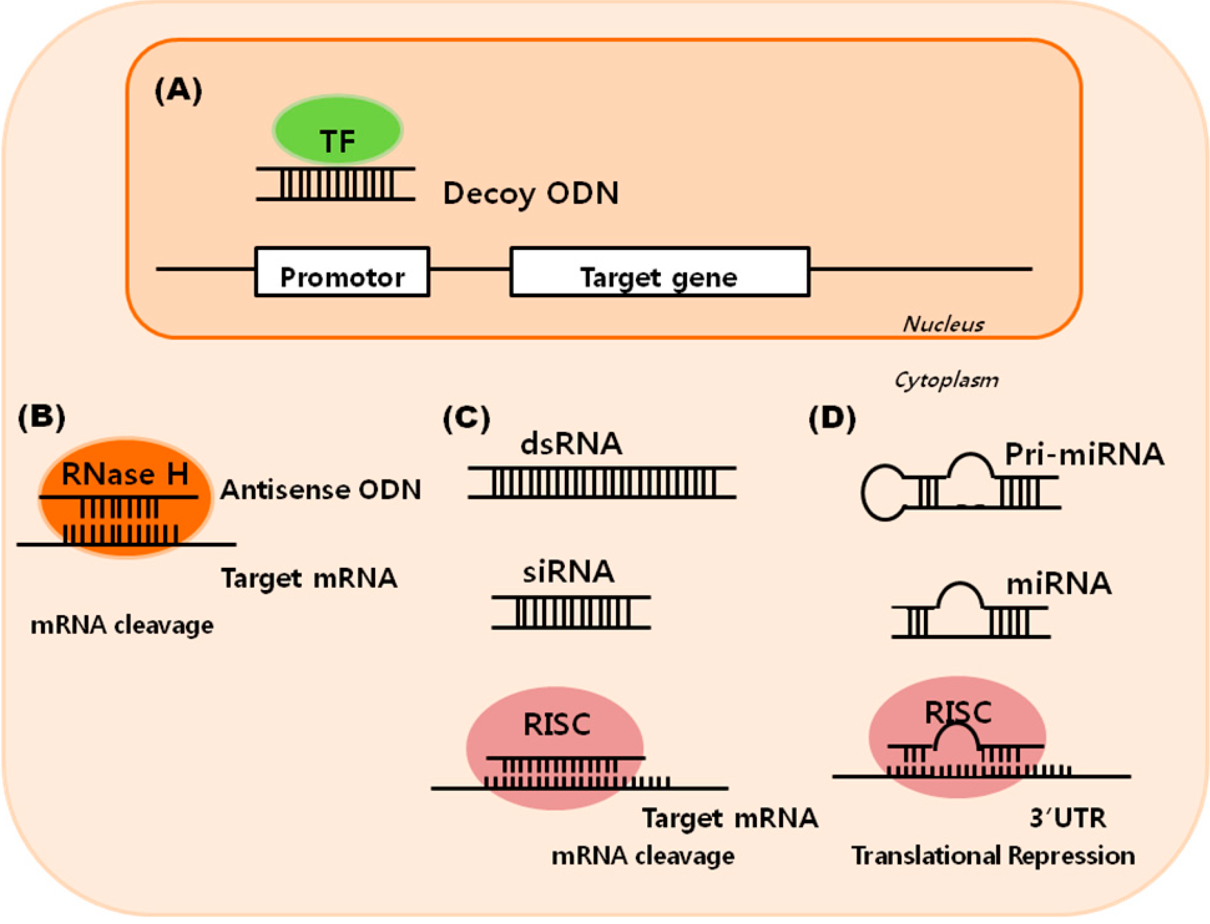 IJMS Free FullText SmallNucleicAcidBased Therapeutic Strategy