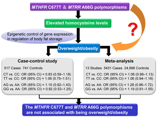 C677t гена mthfr результат c/t. Mthfr c t. Ген фолатный цикл mthfr: 677 c>t. Полиморфизм mthfr. Мутация mthfr.