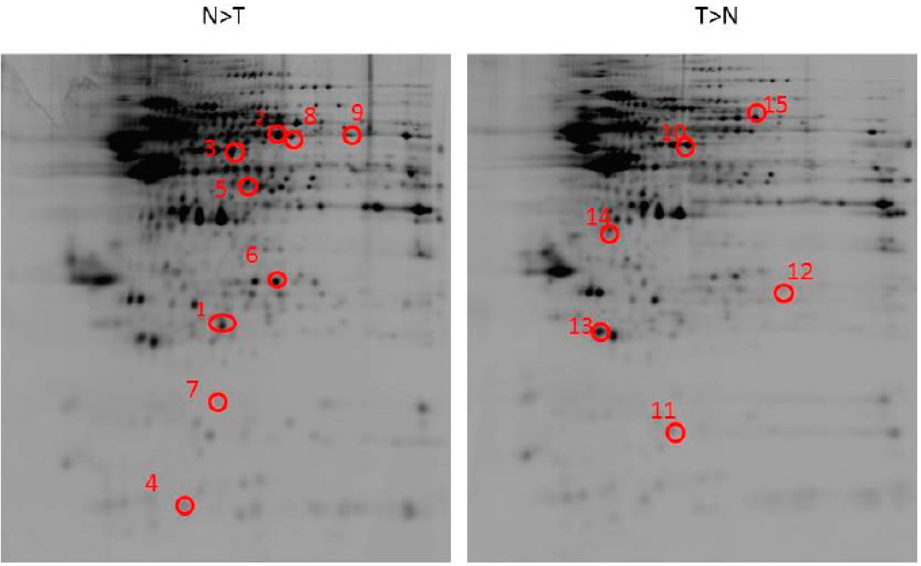 Ijms 16 11873 g002 1024