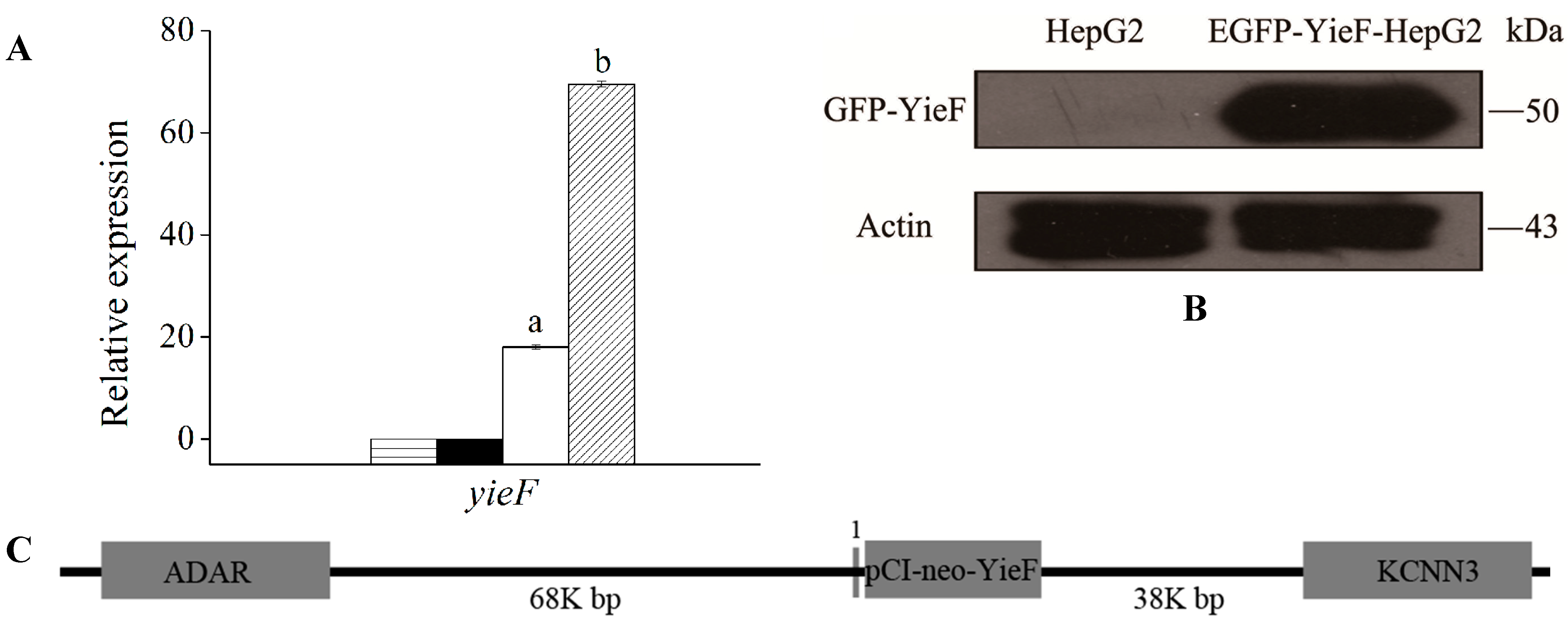 Ijms 16 11892 g001 1024