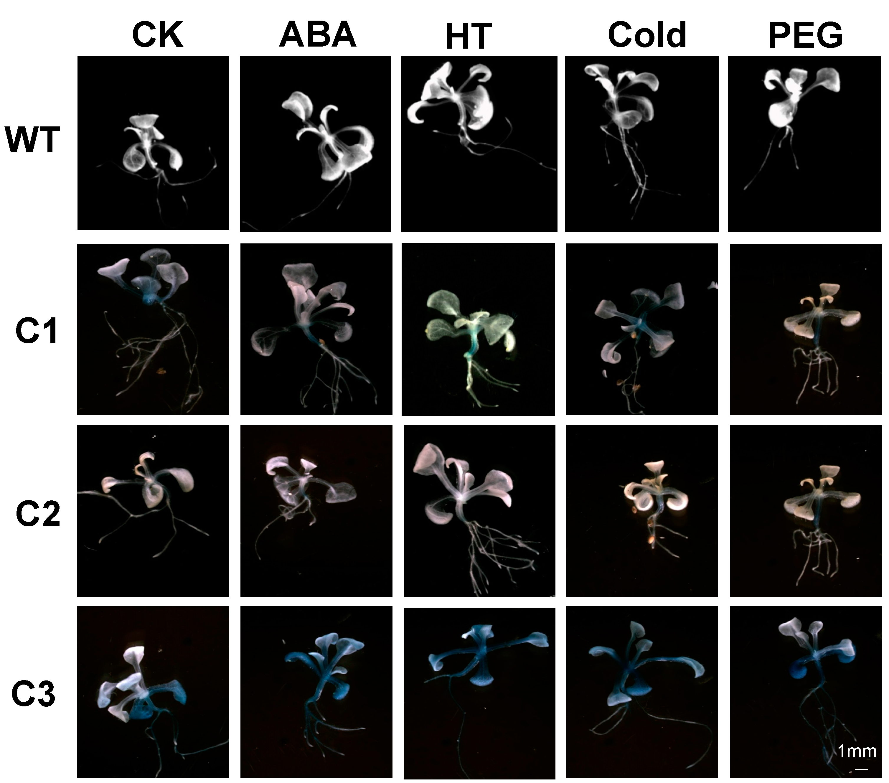 Ijms 16 12131 g004 1024