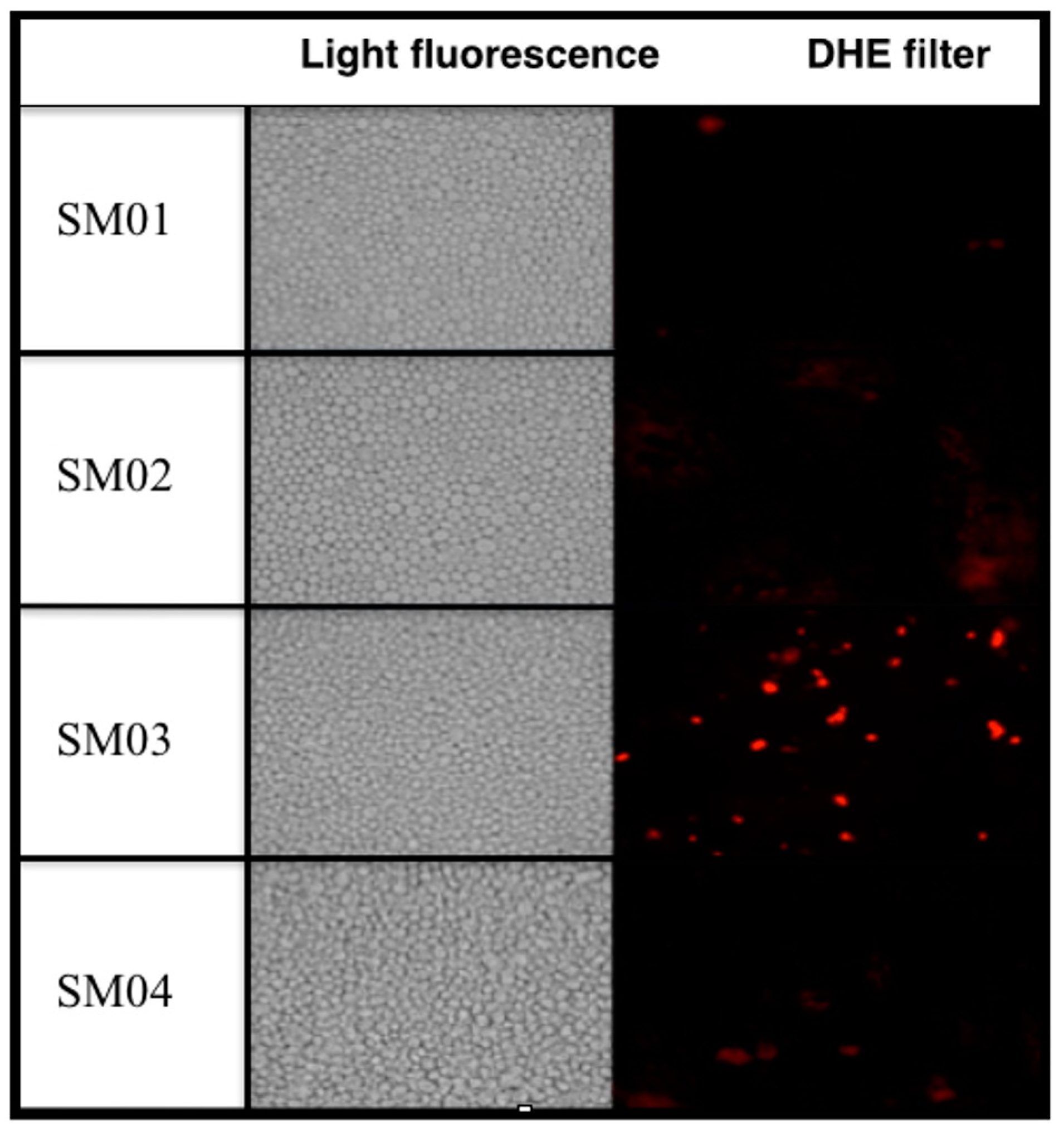 Ijms 16 12324 g006 1024