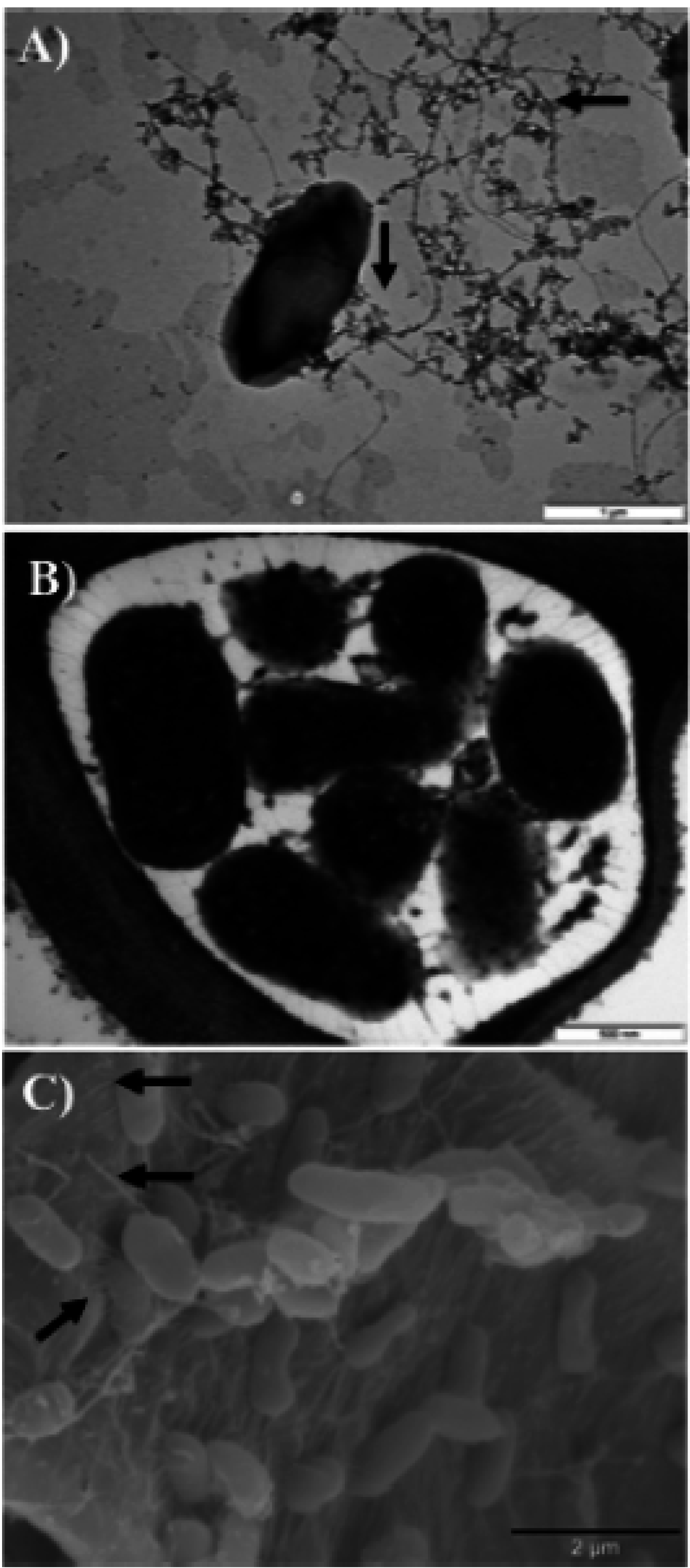 Ijms 16 12836 g002