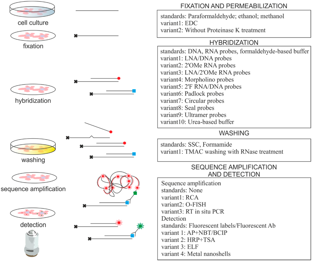 IJMS Free FullText Small RNA Detection by in Situ Hybridization