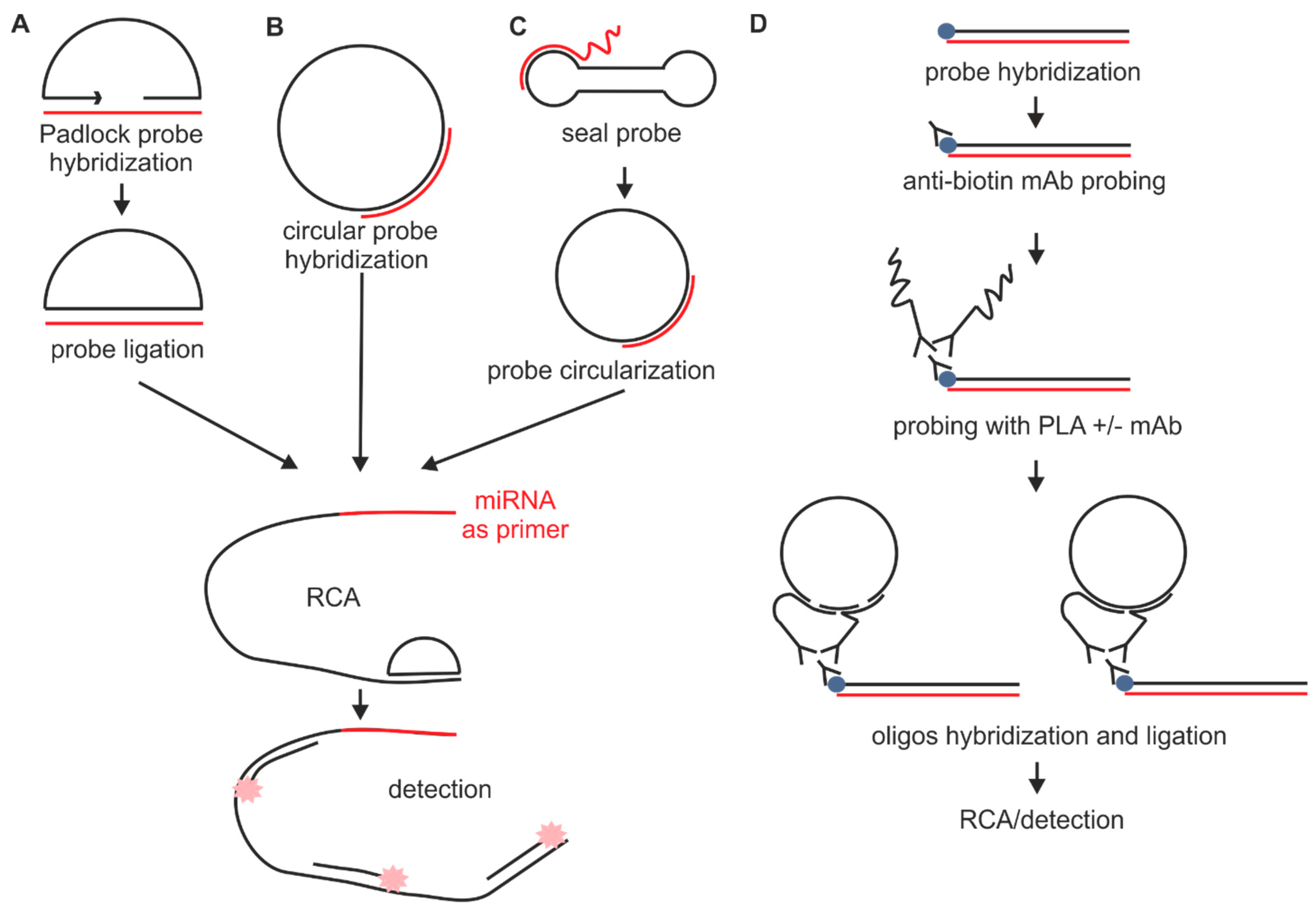 Днк зонд. РНК-зонды. ДНК И РНК зонды. Гибридизация in situ. Экспрессии РНК С помощью гибридизации in situ.