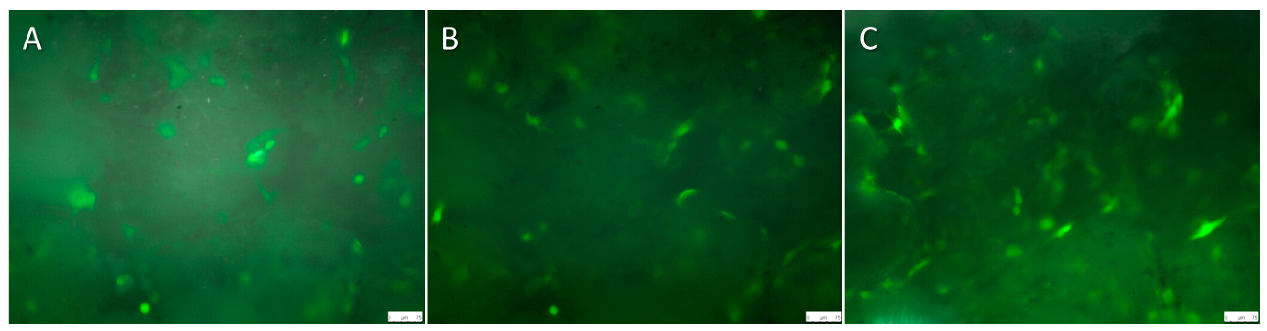 Ijms 16 13287 g004 1024