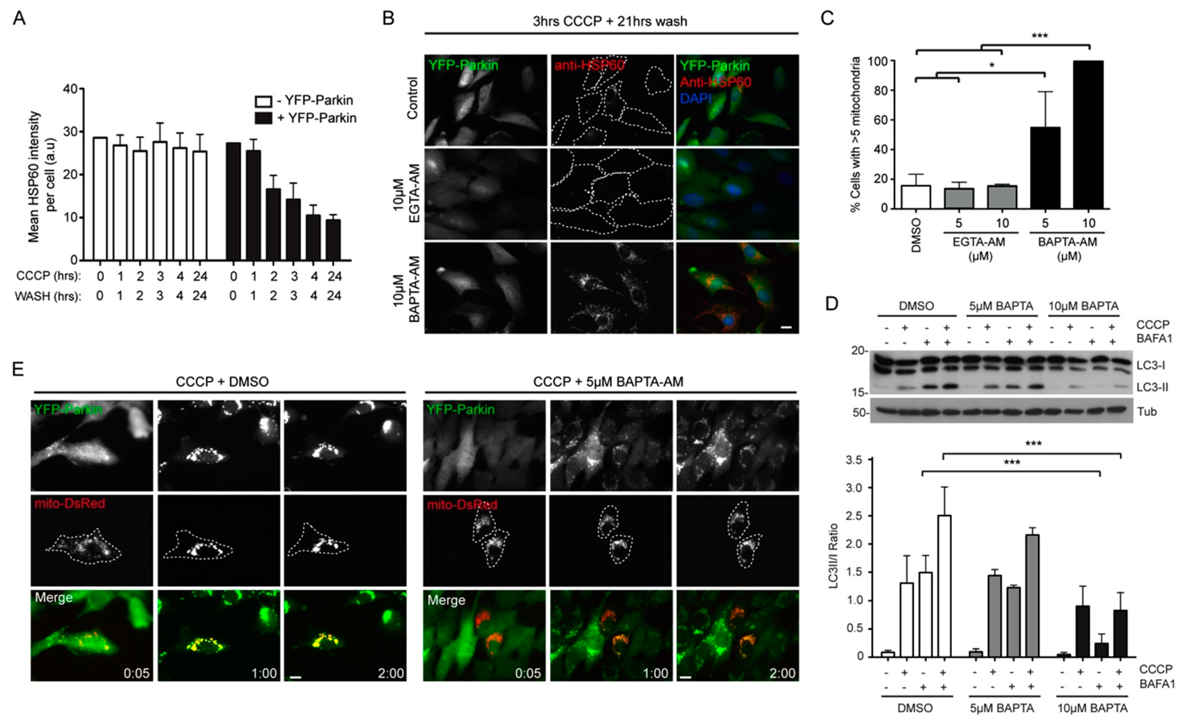 Ijms 16 13356 g005 1024