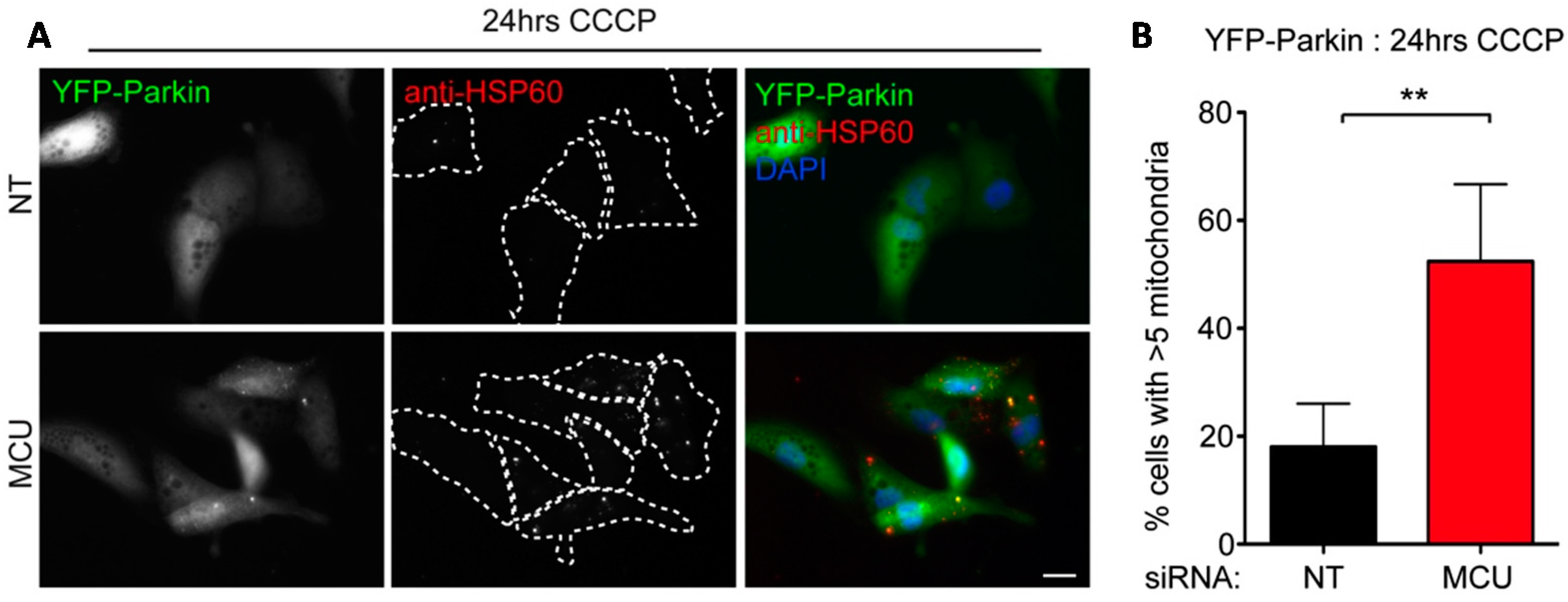 Ijms 16 13356 g006 1024