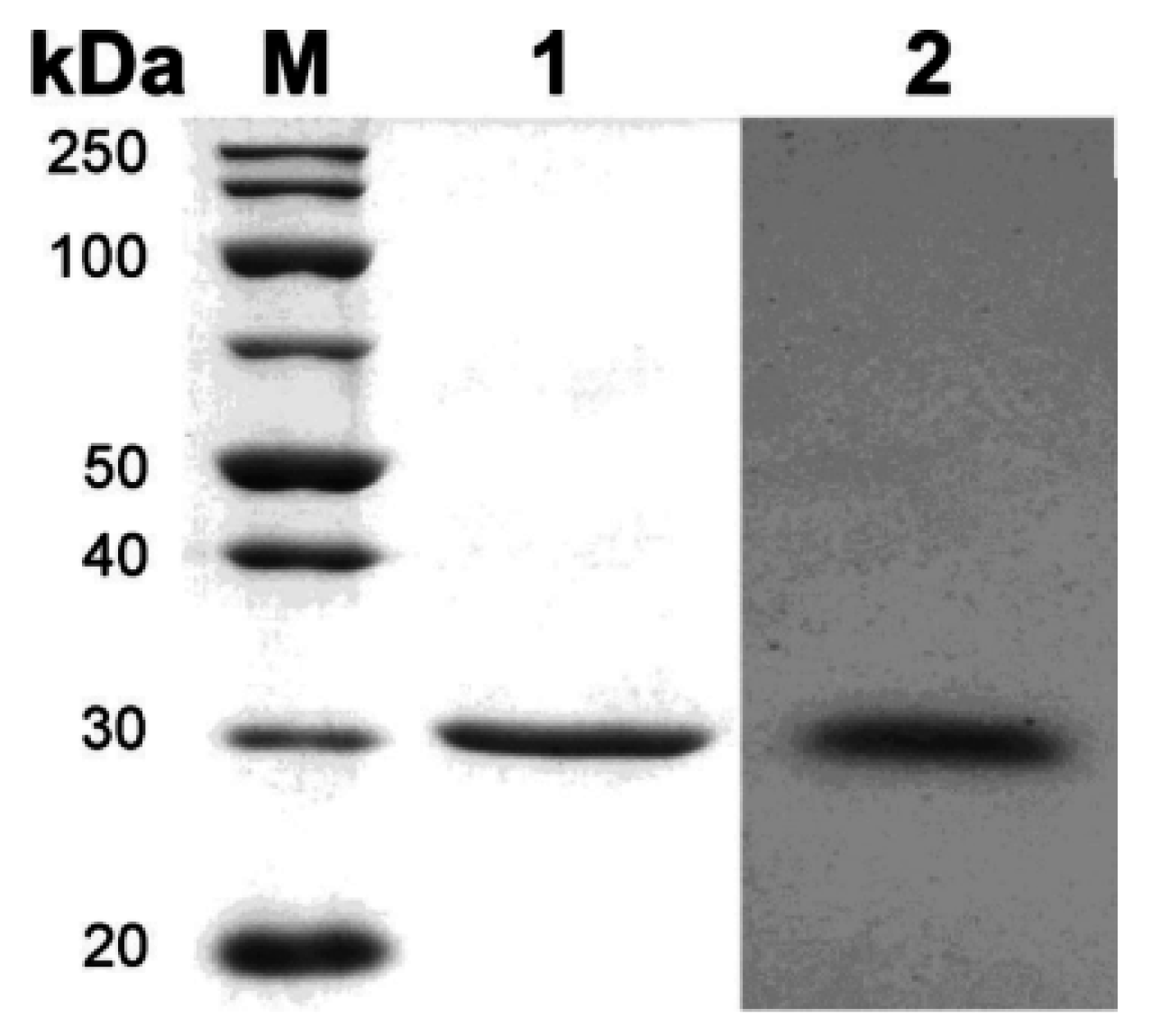 Ijms 16 13579 g004 1024