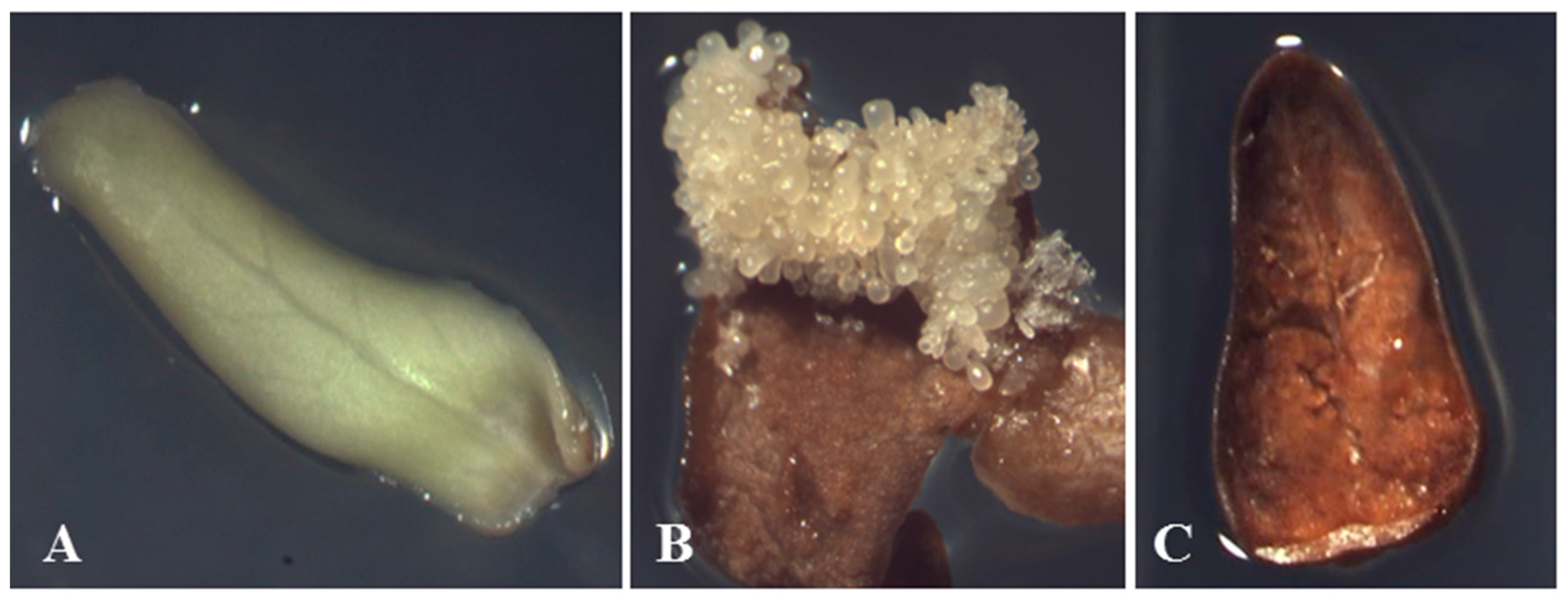 Ijms 16 13692 g001 1024