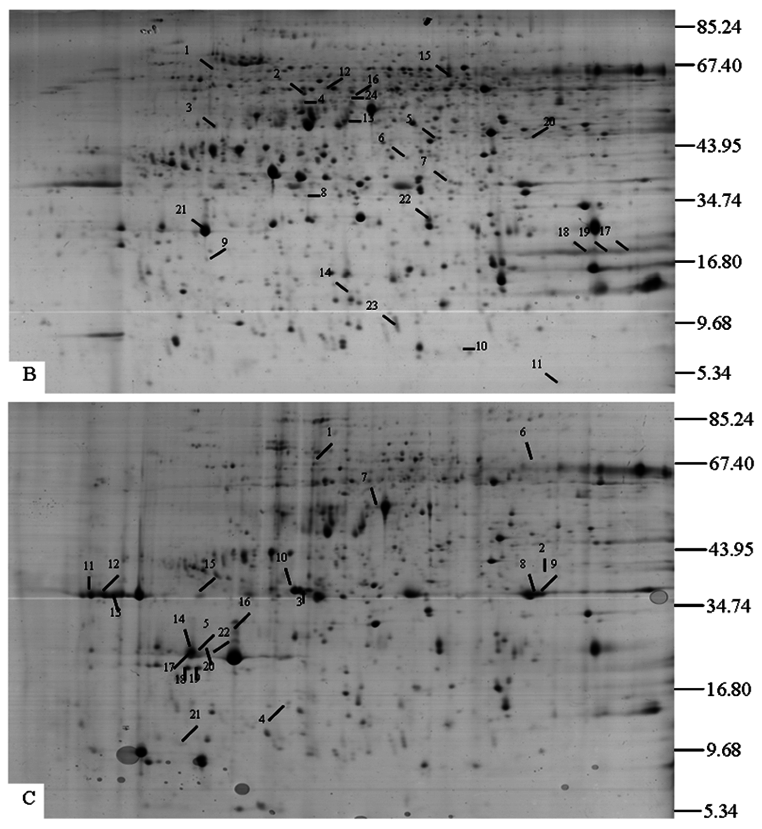 Ijms 16 13692 g002b 1024