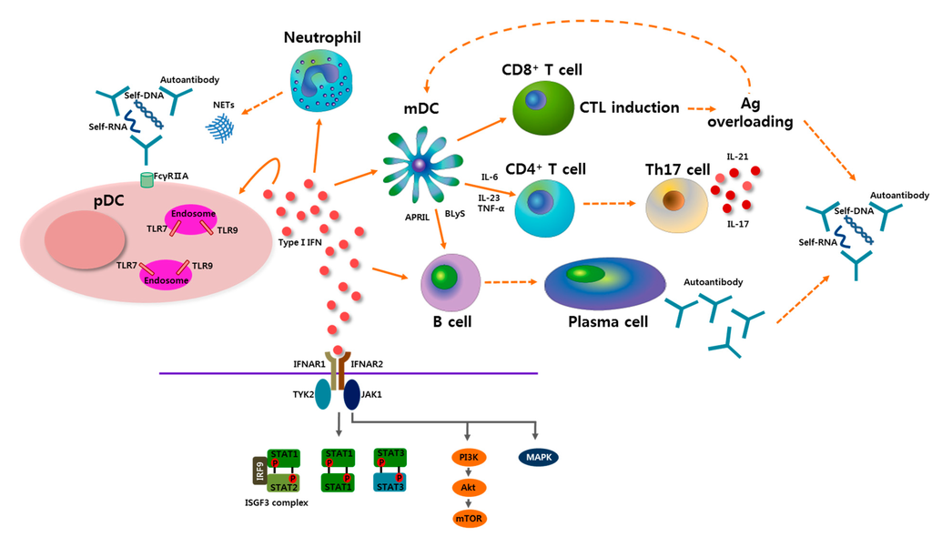 IJMS | Free Full-Text | A Plasmacytoid Dendritic Cells-Type I